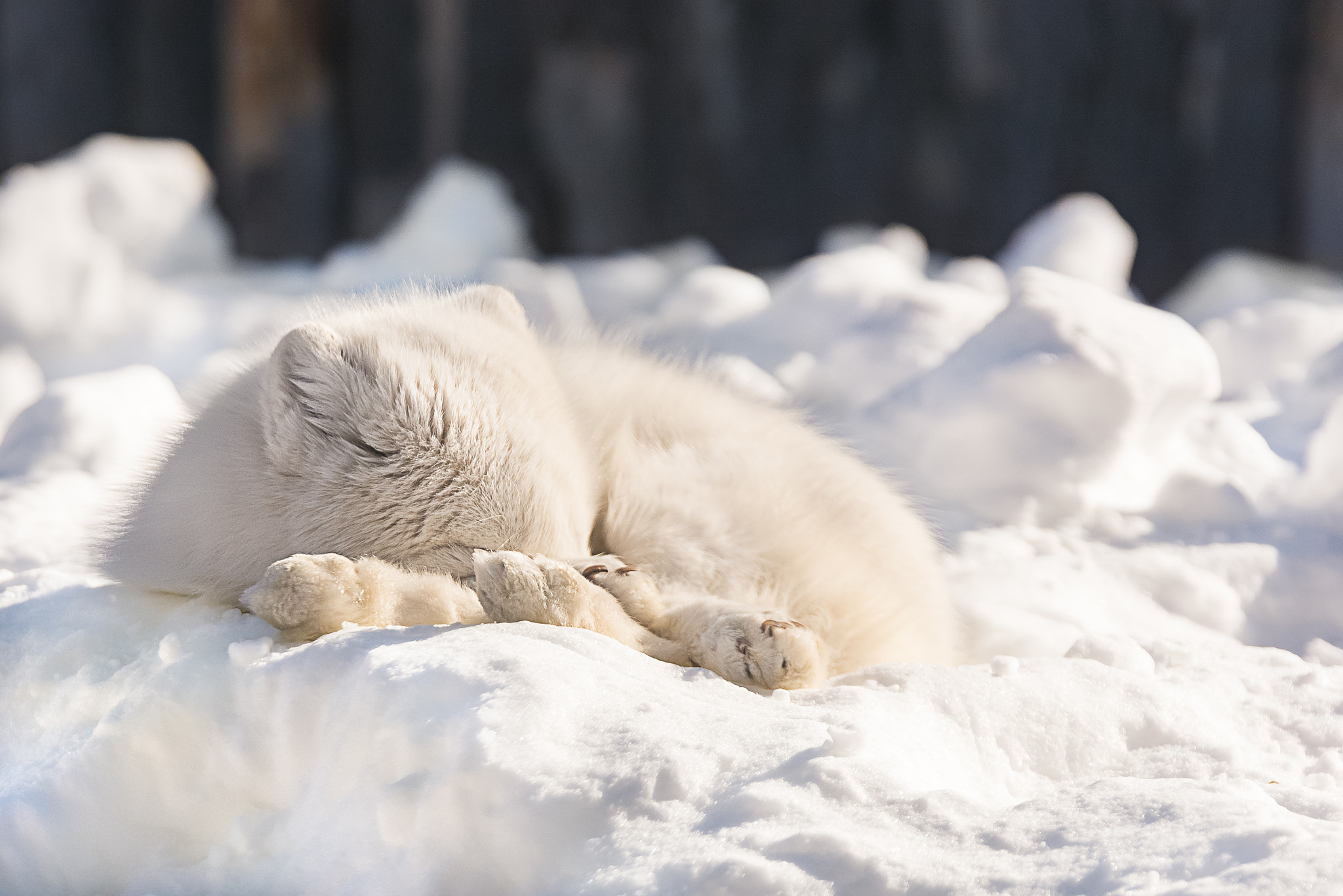 Nikon D7100 + Sigma 24-105mm F4 DG OS HSM Art sample photo. Quebec aquarium photography