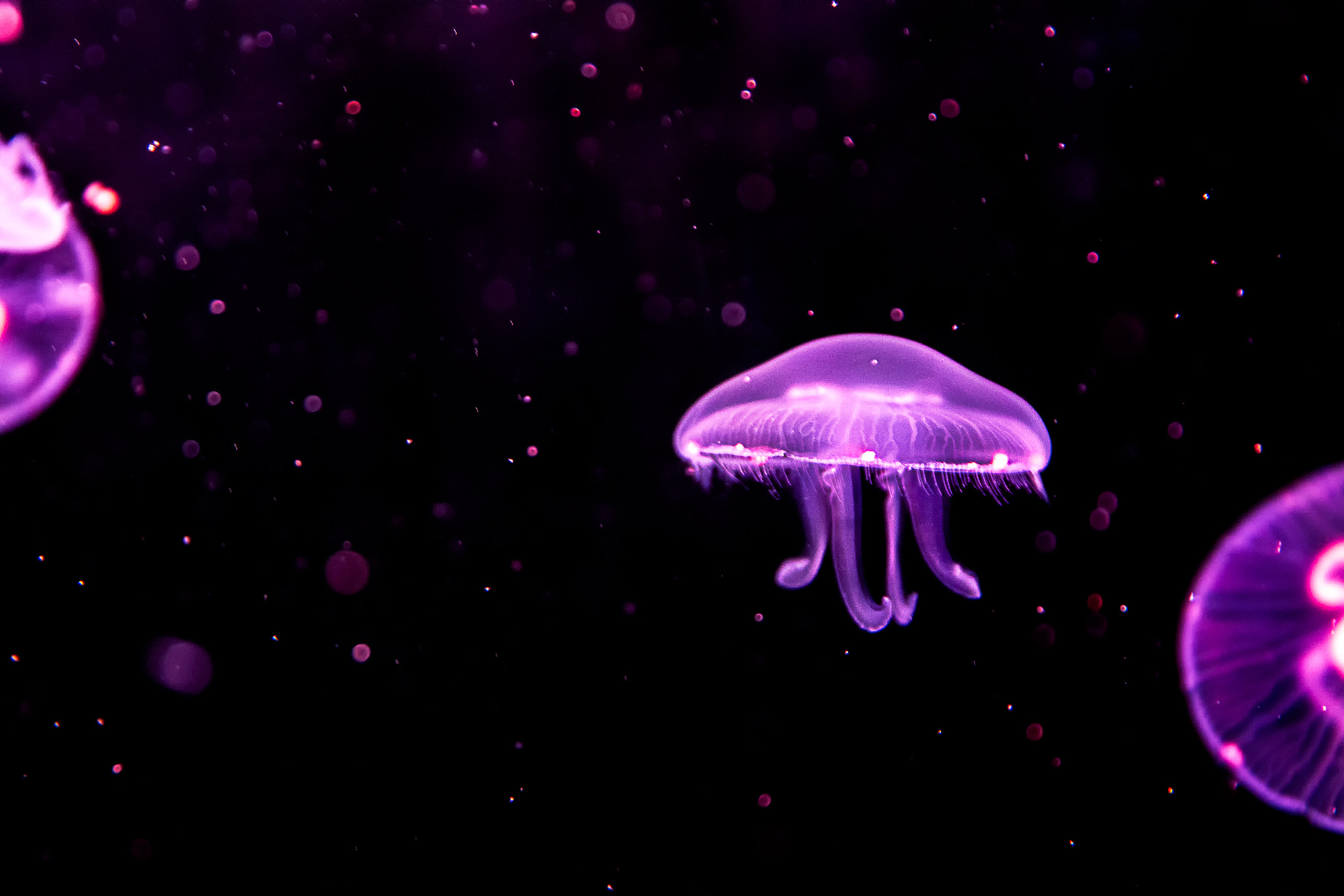 Nikon D7100 + Sigma 24-105mm F4 DG OS HSM Art sample photo. Quebec aquarium photography