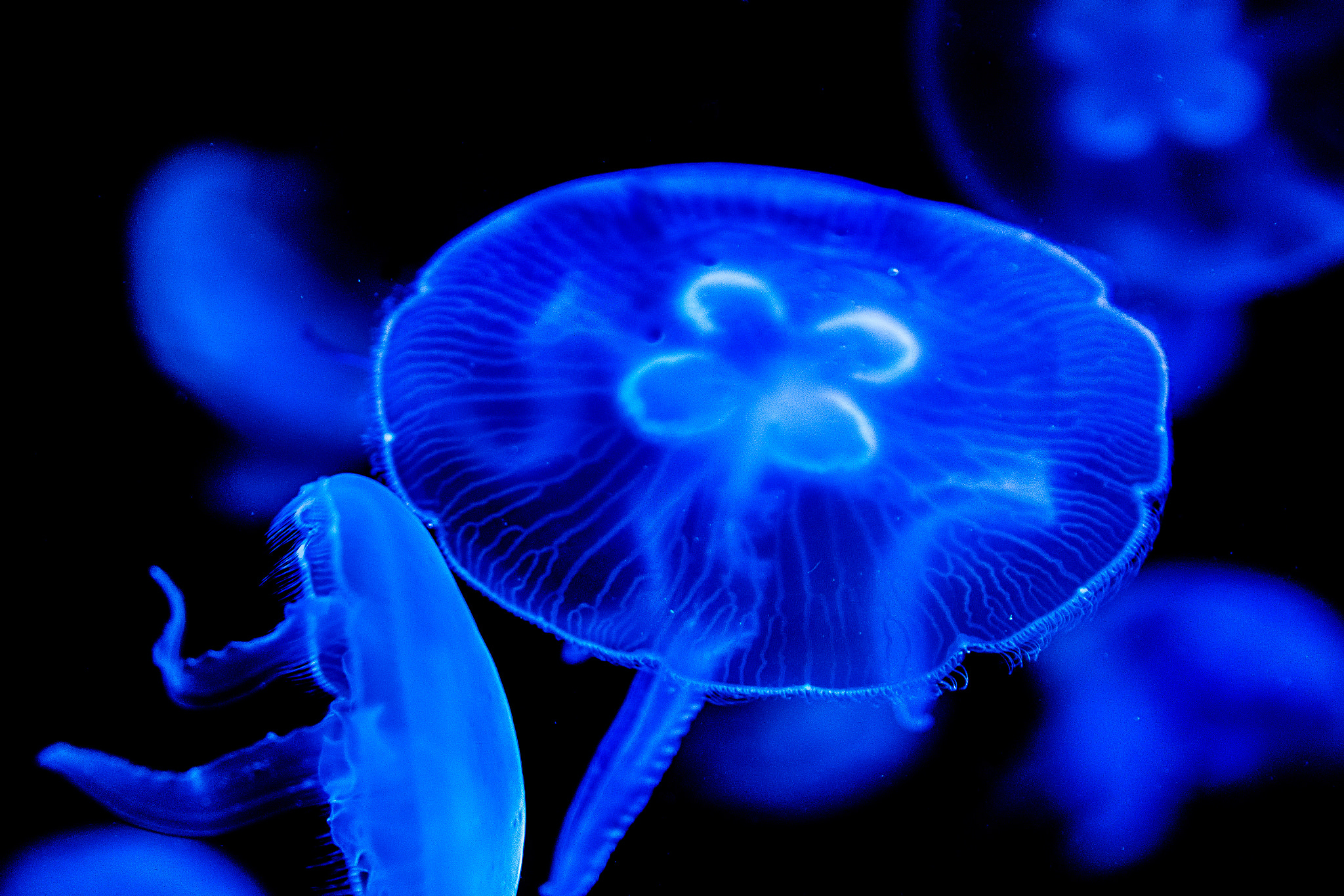 Nikon D7100 + Sigma 24-105mm F4 DG OS HSM Art sample photo. Quebec aquarium photography