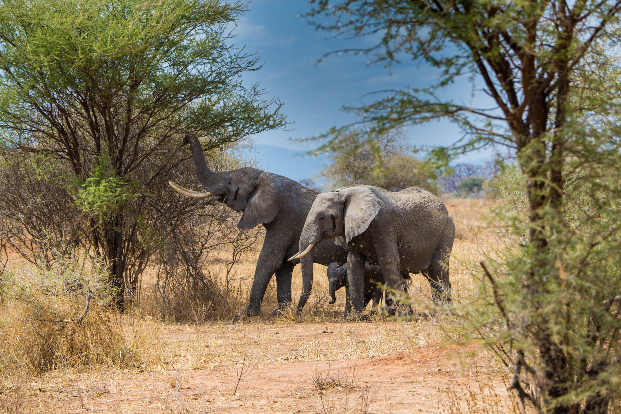 Nikon D600 sample photo. Elephant family photography