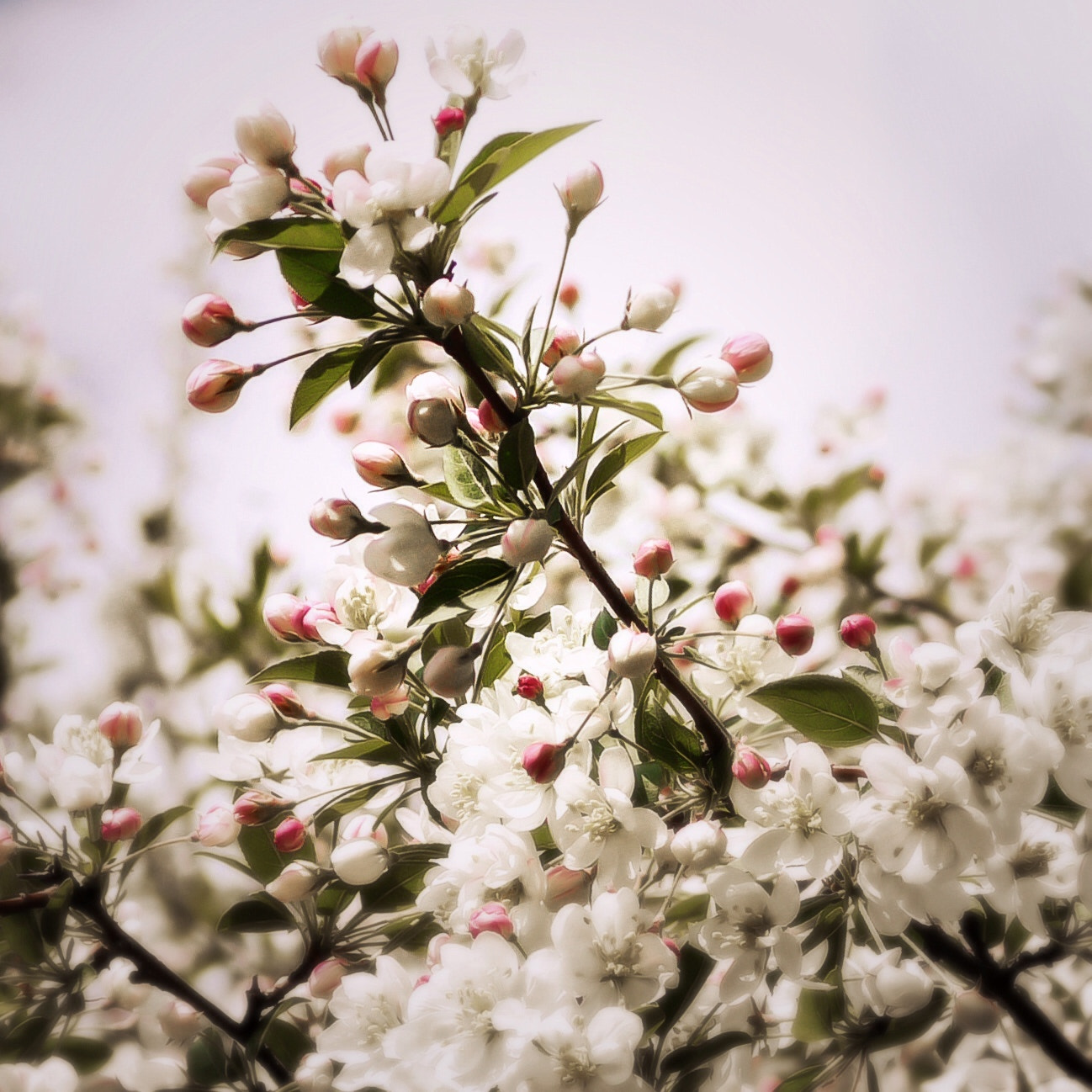 Panasonic Lumix DMC-G1 sample photo. Only in dreams photography