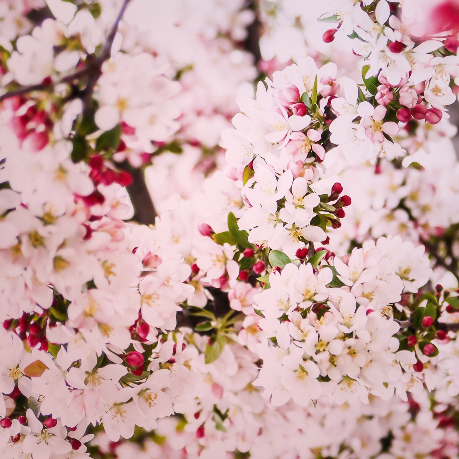 Panasonic Lumix DMC-G1 sample photo. Pink dreams photography