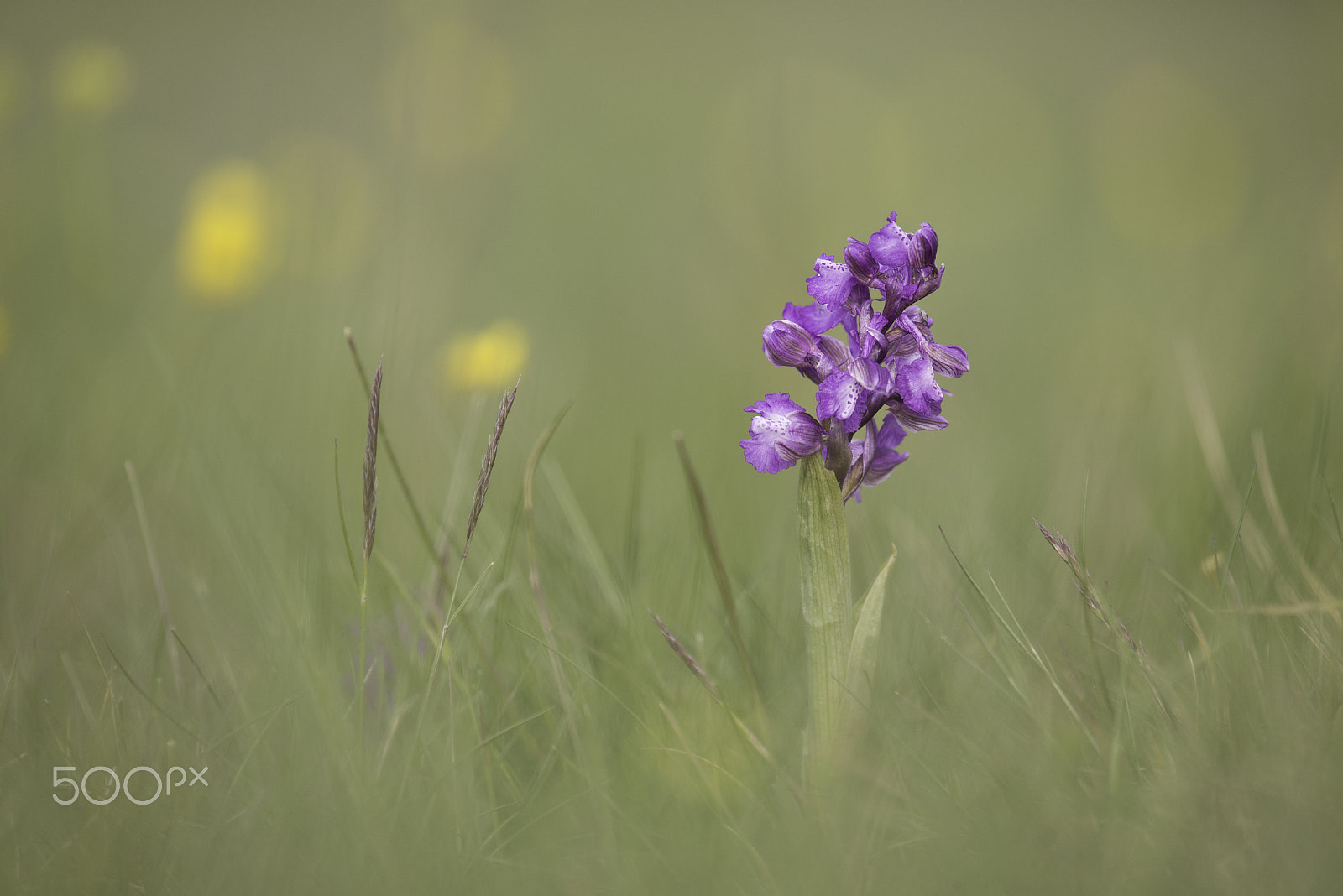 Nikon Nikkor AF-S 300mm F4E PF ED VR sample photo. Orchid photography