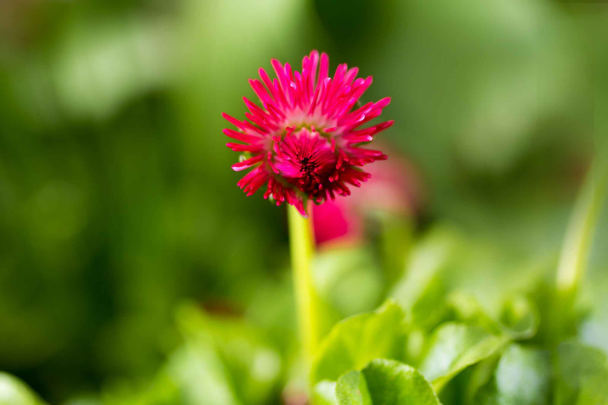 Canon EOS 6D + Canon EF 50mm F2.5 Macro sample photo. *** photography