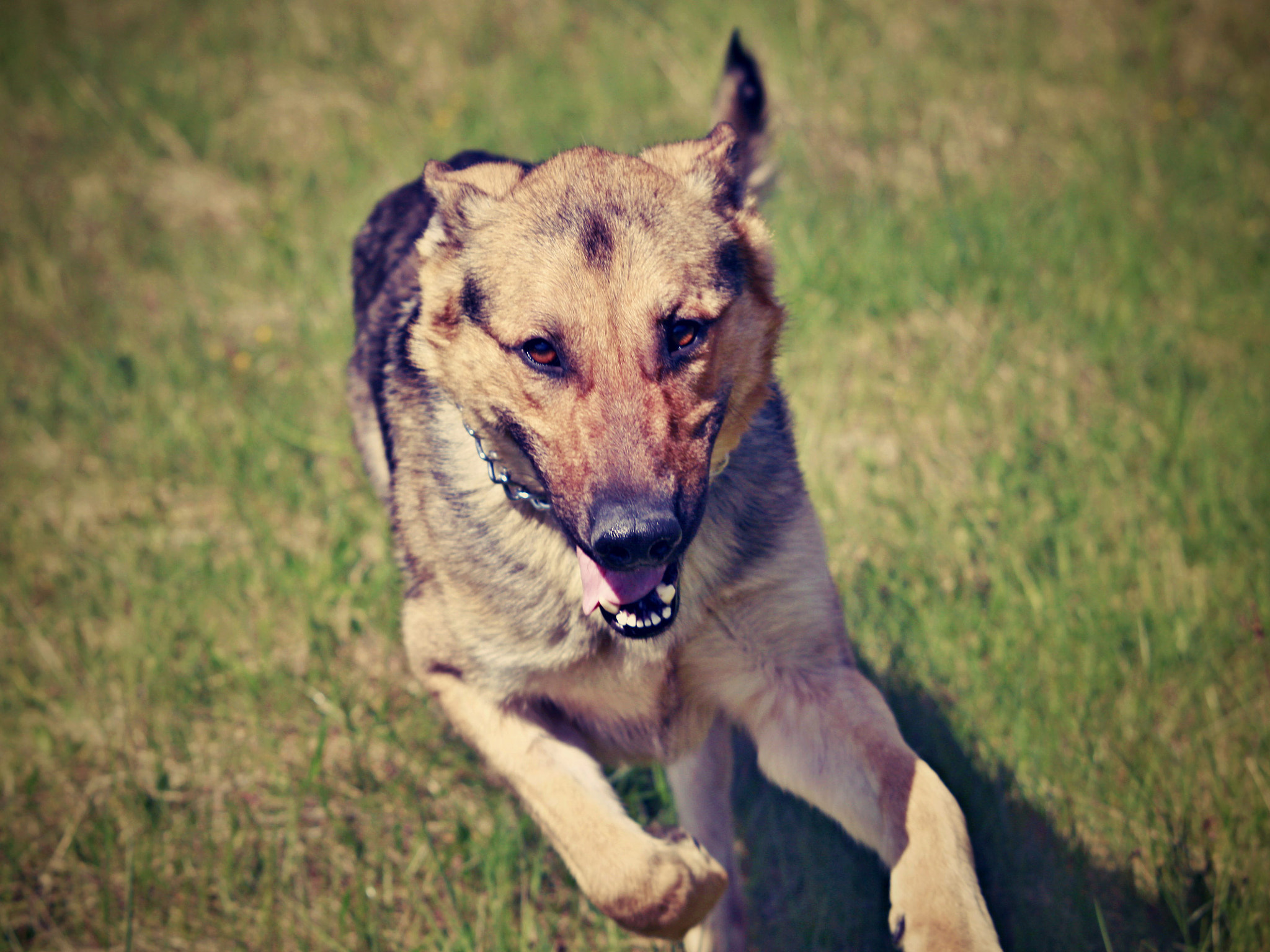 Sigma 70-200mm F2.8 EX DG OS HSM sample photo. Runing dog photography