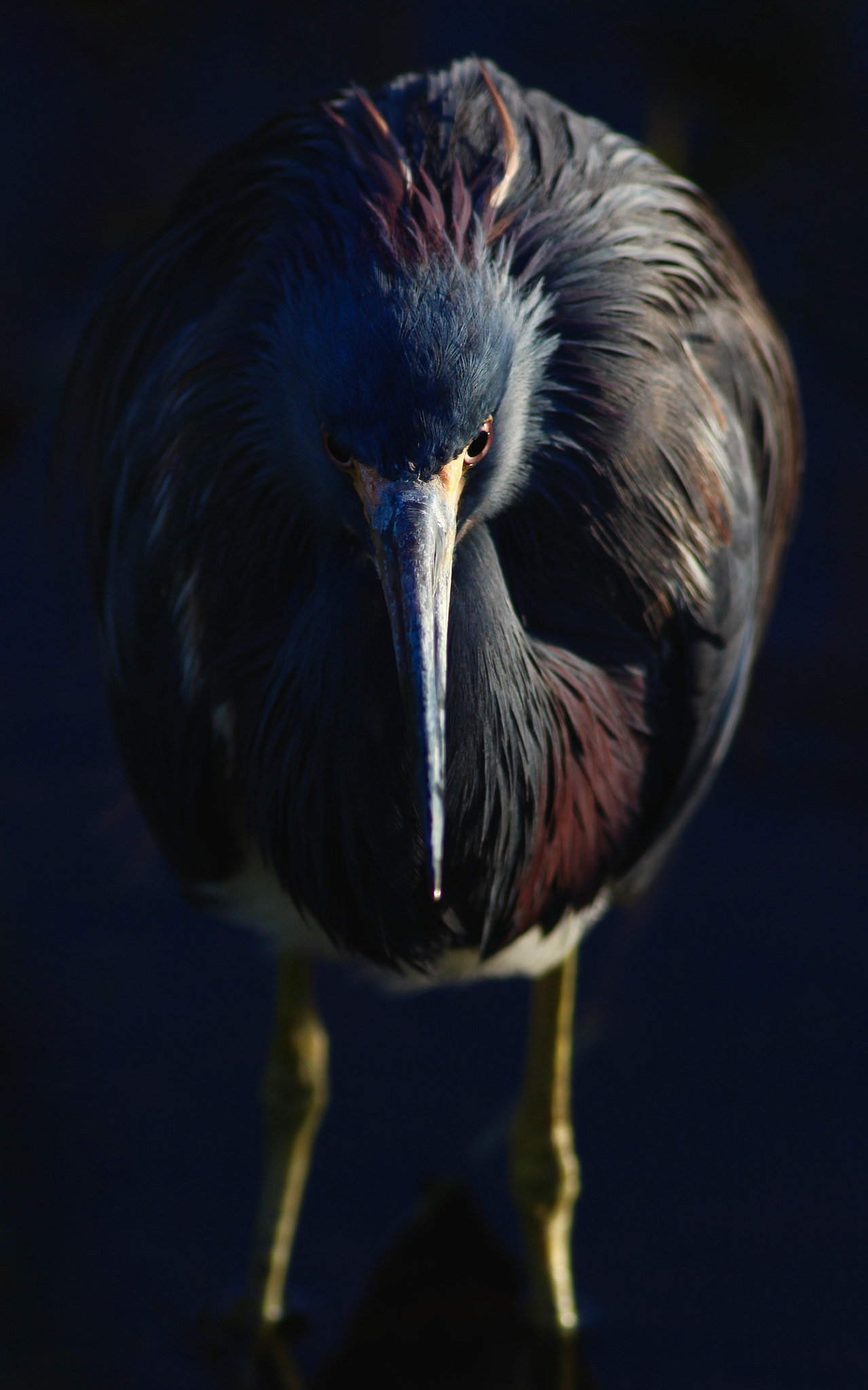 Canon EOS 100D (EOS Rebel SL1 / EOS Kiss X7) + Canon EF 400mm F5.6L USM sample photo. Tricolored heron photography