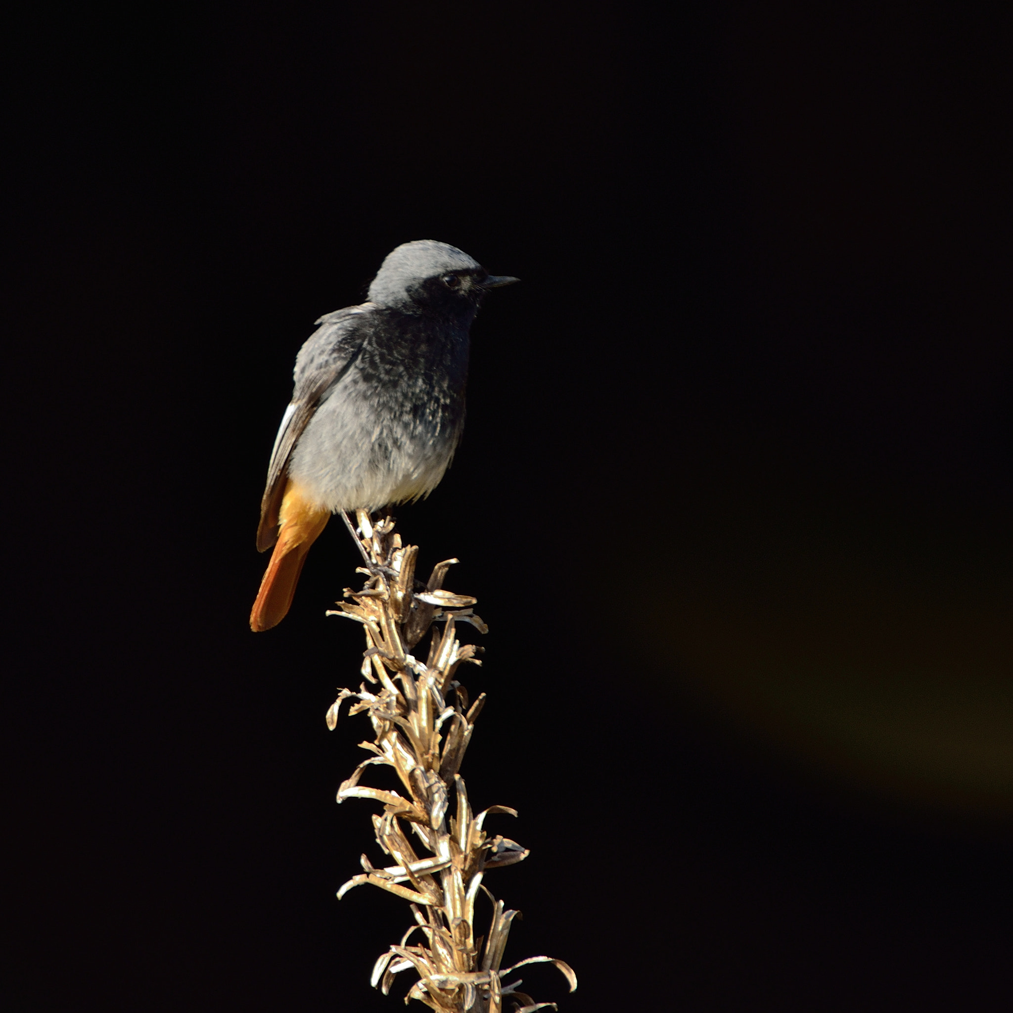 Nikon D600 sample photo. Zwarte roodstaart photography