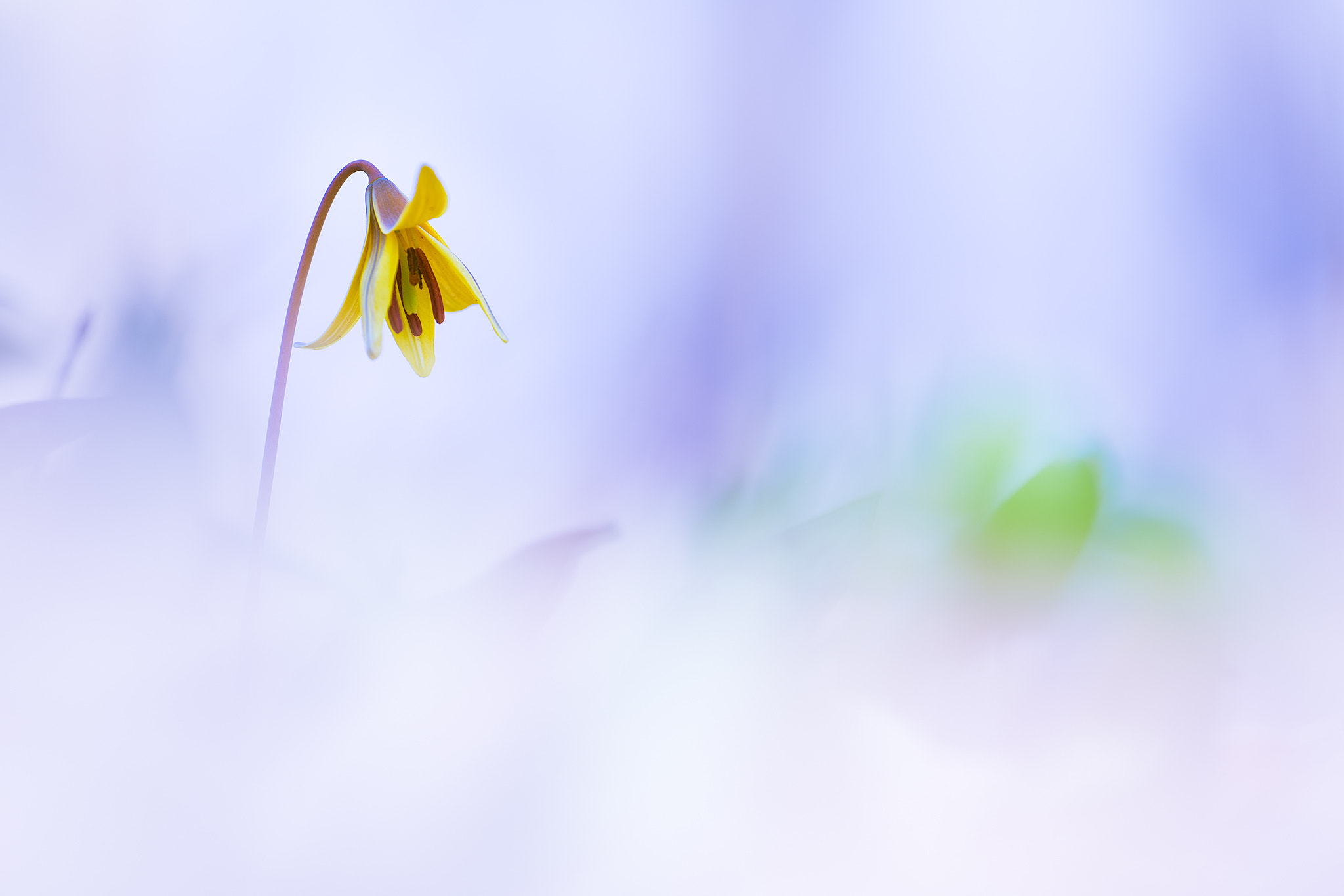 70-200mm F2.8 sample photo. Trout lily photography