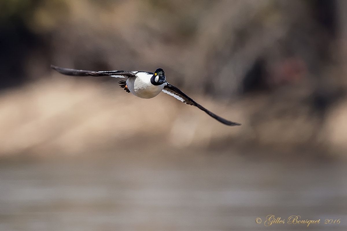 Nikon AF-S Nikkor 400mm F2.8G ED VR II sample photo. Common goldeneye photography