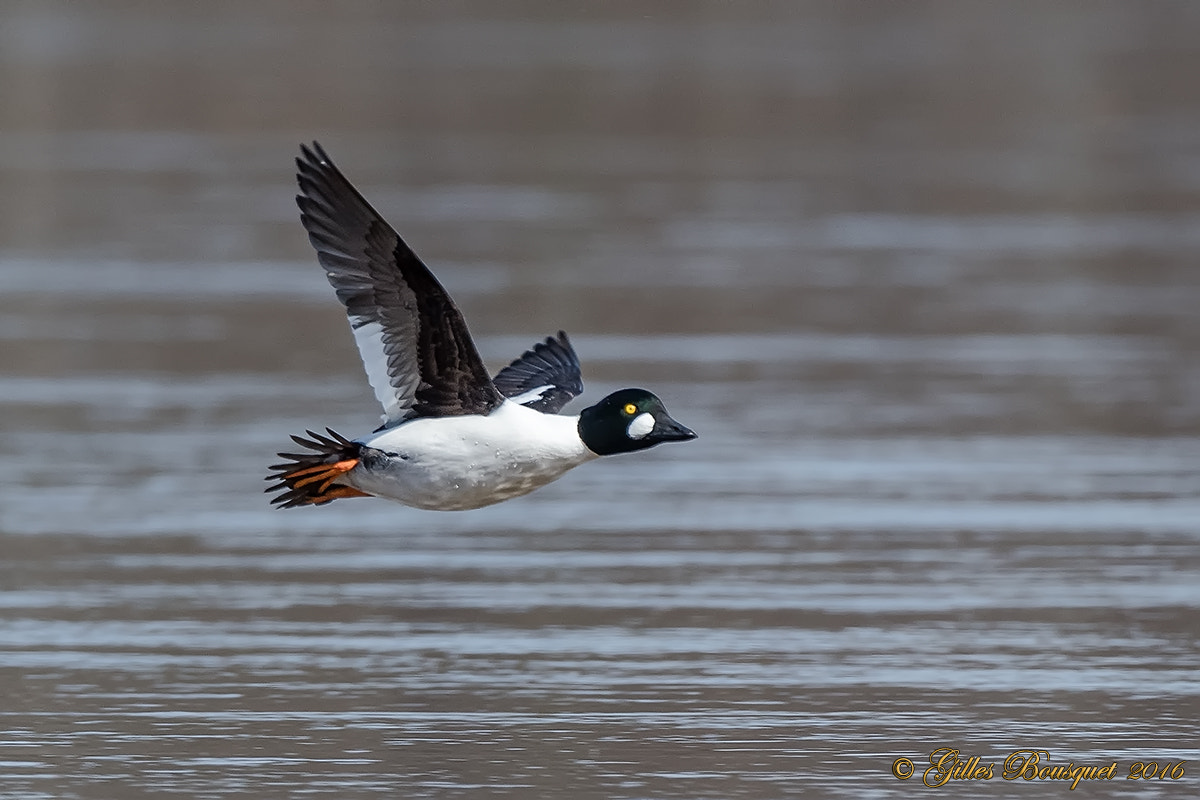 Nikon AF-S Nikkor 400mm F2.8G ED VR II sample photo. Common goldeneye photography