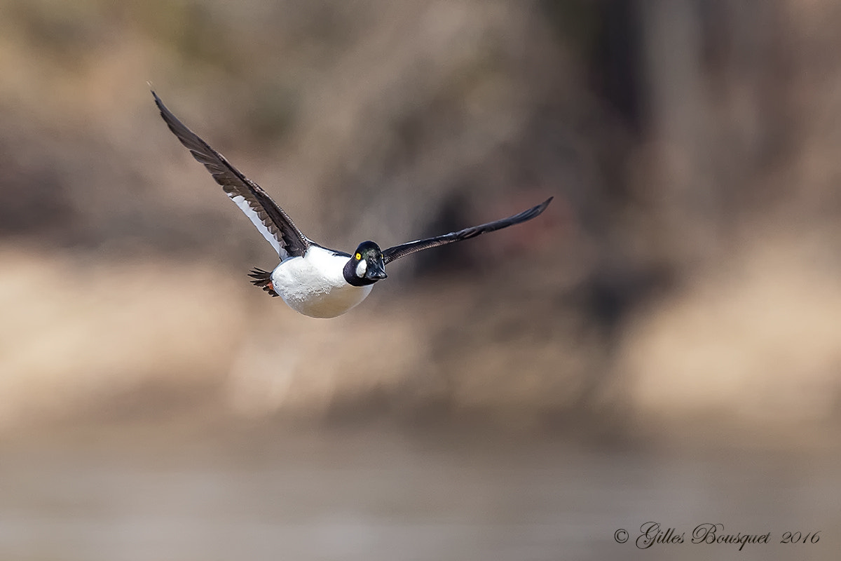 Nikon AF-S Nikkor 400mm F2.8G ED VR II sample photo. Common goldeneye photography