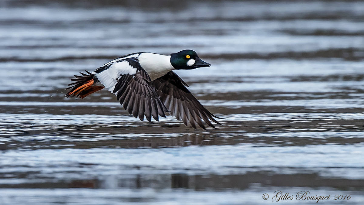Nikon AF-S Nikkor 400mm F2.8G ED VR II sample photo. Common goldeneye photography