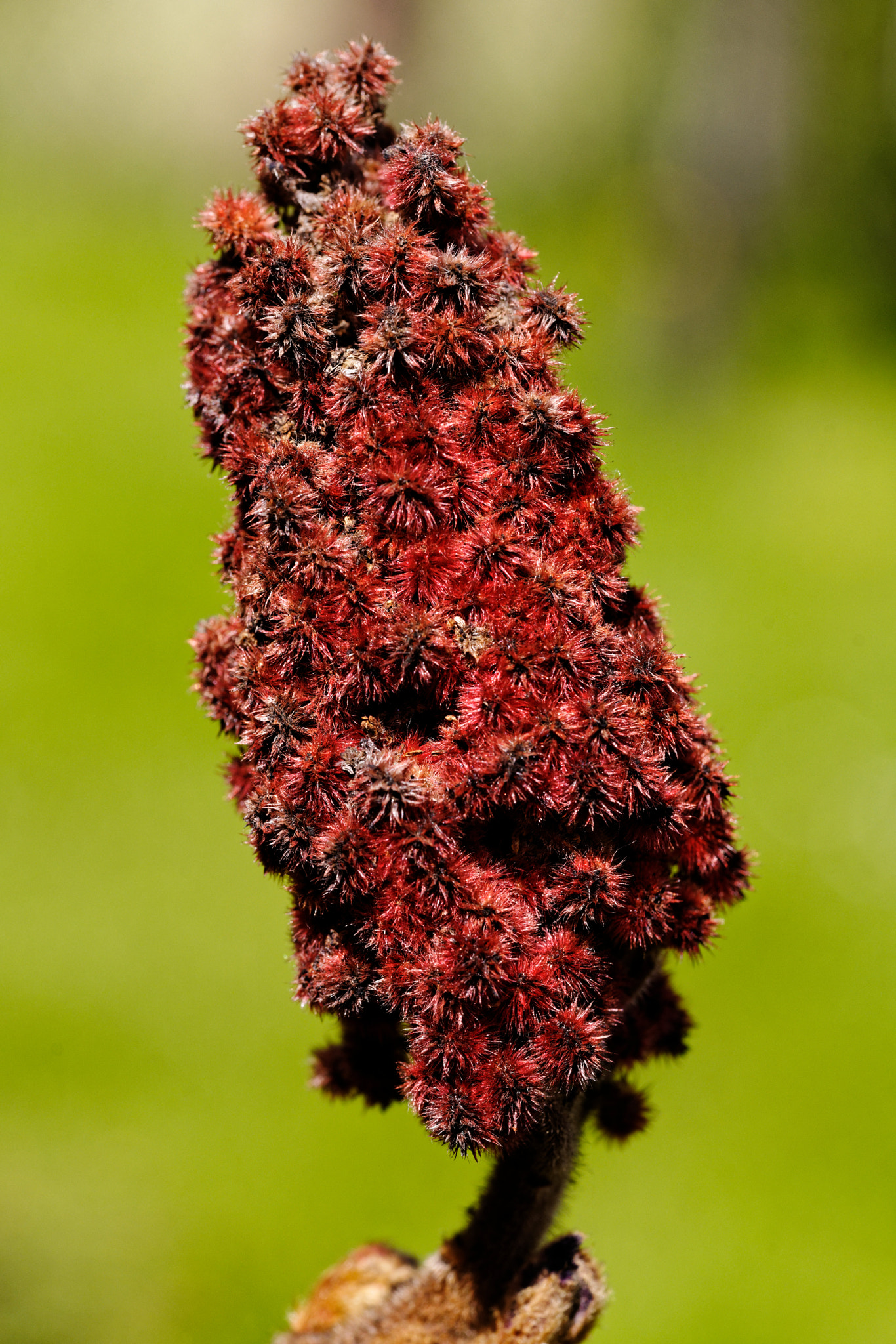 Sony a7R II + Sony FE 90mm F2.8 Macro G OSS sample photo. Flower on the tree photography