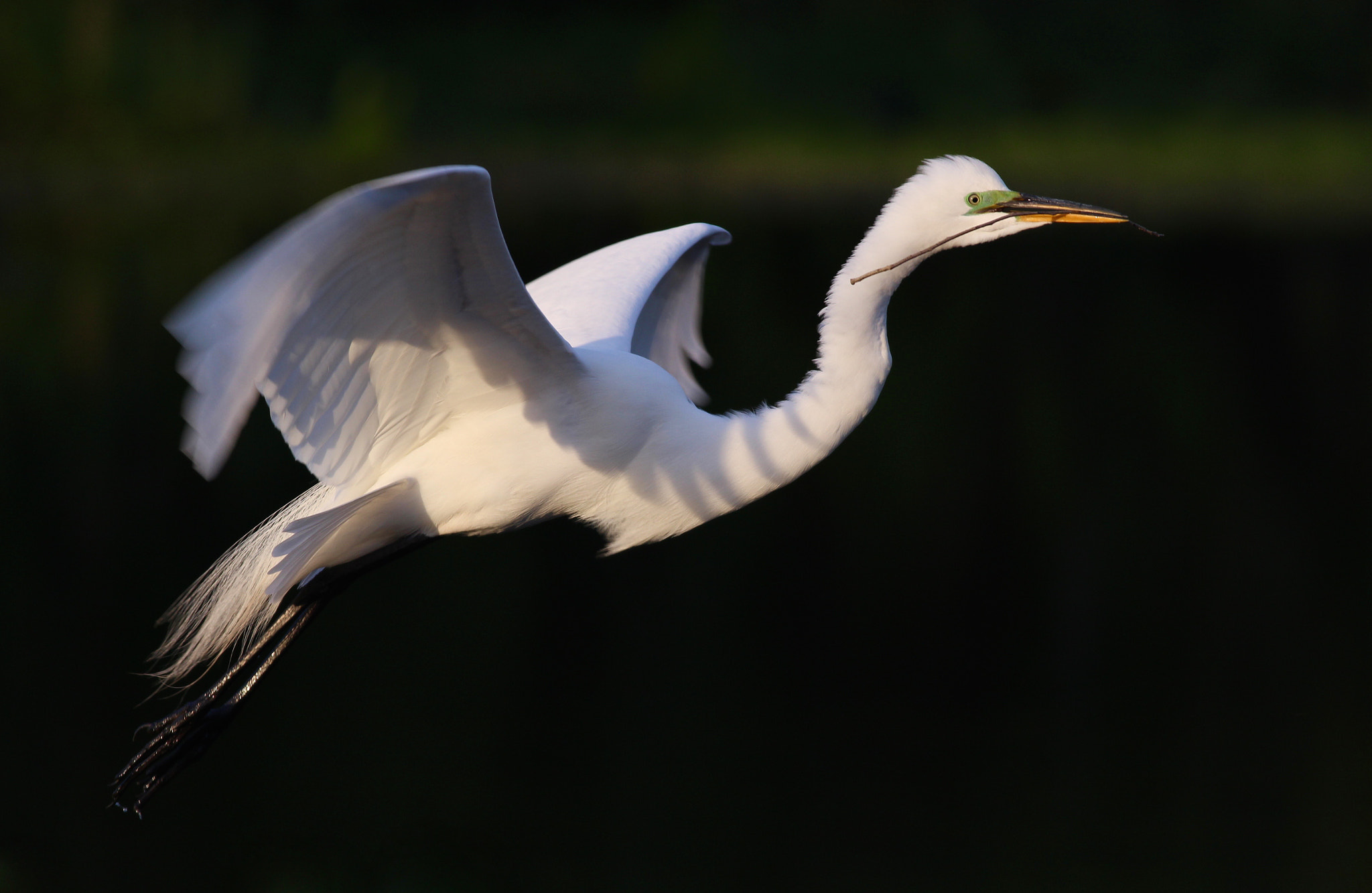 Canon EOS 100D (EOS Rebel SL1 / EOS Kiss X7) + Canon EF 400mm F5.6L USM sample photo. Great egret in flight photography