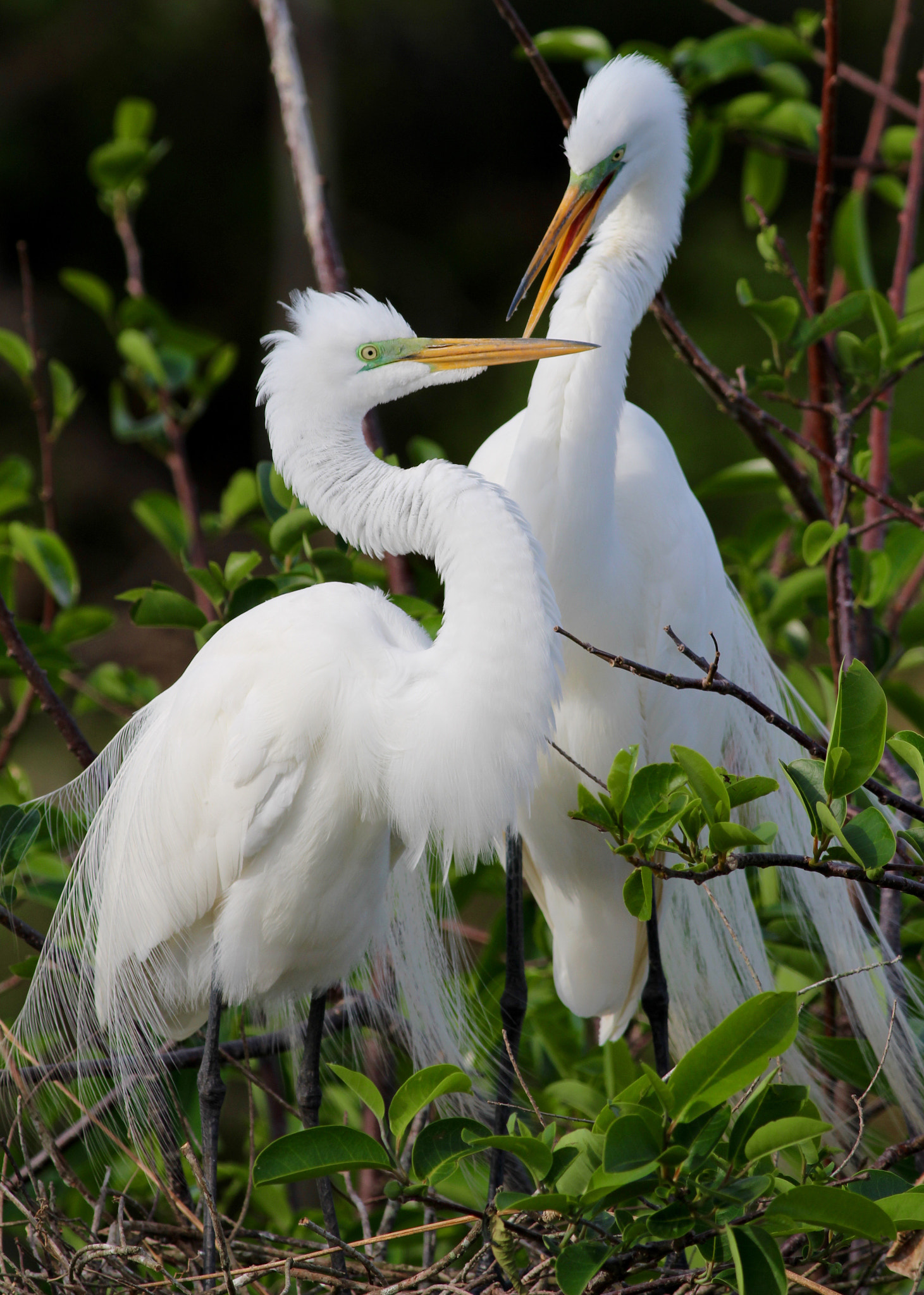 Canon EOS 100D (EOS Rebel SL1 / EOS Kiss X7) + Canon EF 400mm F5.6L USM sample photo. Great egrets courting photography