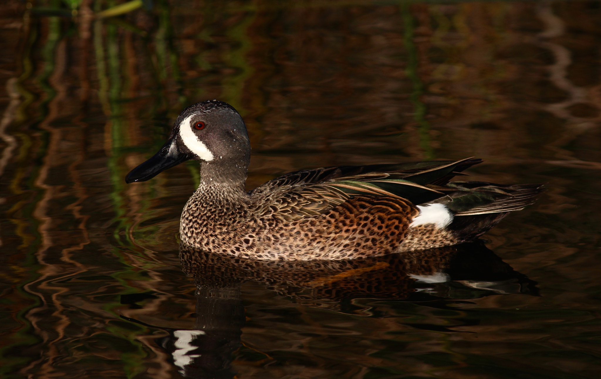 Canon EOS 100D (EOS Rebel SL1 / EOS Kiss X7) + Canon EF 400mm F5.6L USM sample photo. Blue winged teal photography