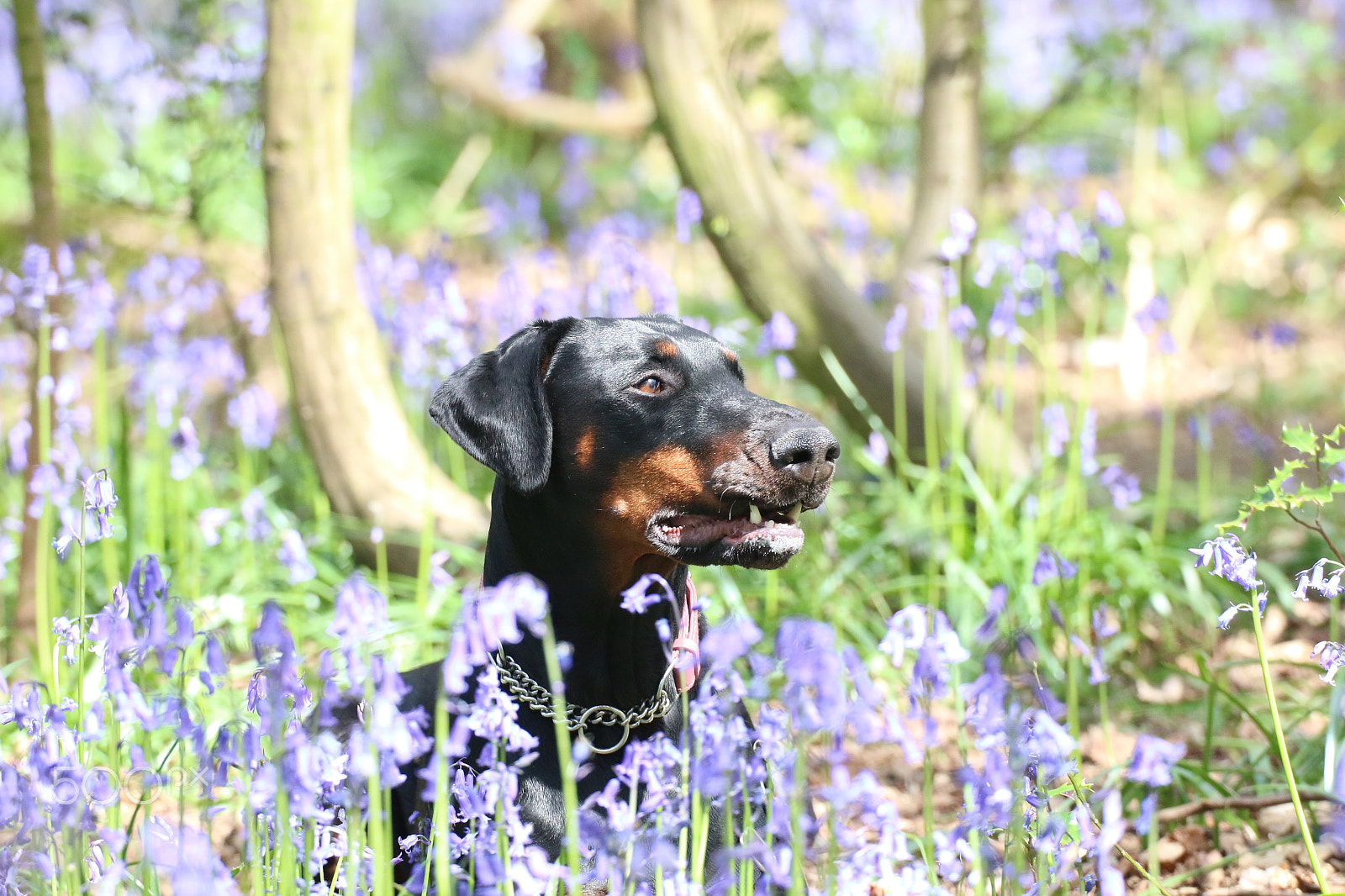 Canon EOS 70D + Sigma 50-500mm F4.5-6.3 DG OS HSM sample photo. Doberman in the bluebells photography