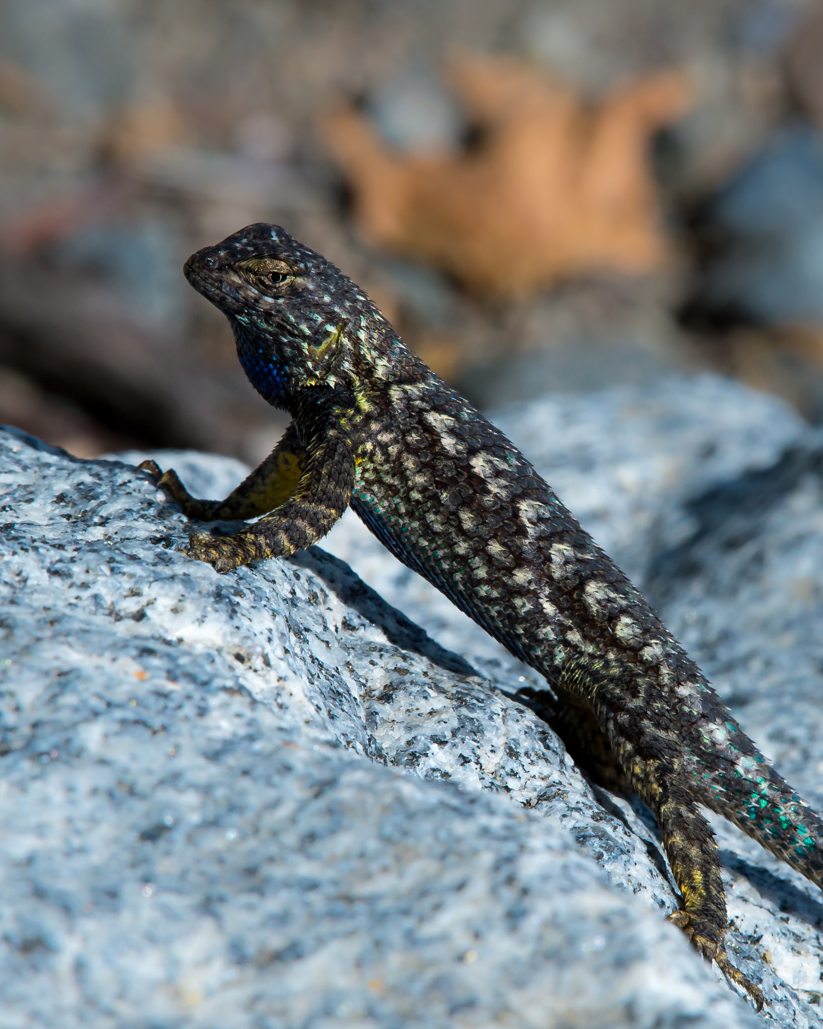 Nikon AF-S Nikkor 200-500mm F5.6E ED VR sample photo. Lizard doing pushups photography