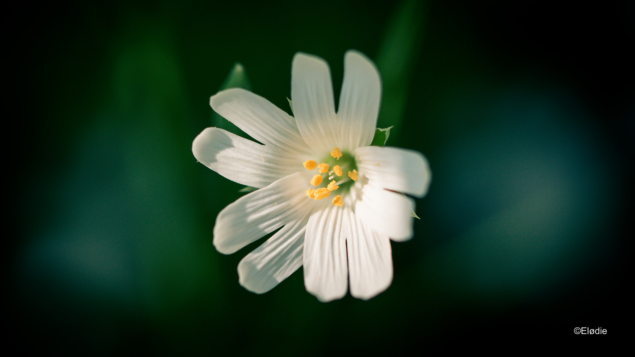 Canon EOS 100D (EOS Rebel SL1 / EOS Kiss X7) + Canon EF 100mm F2.8L Macro IS USM sample photo. Douce fleur photography