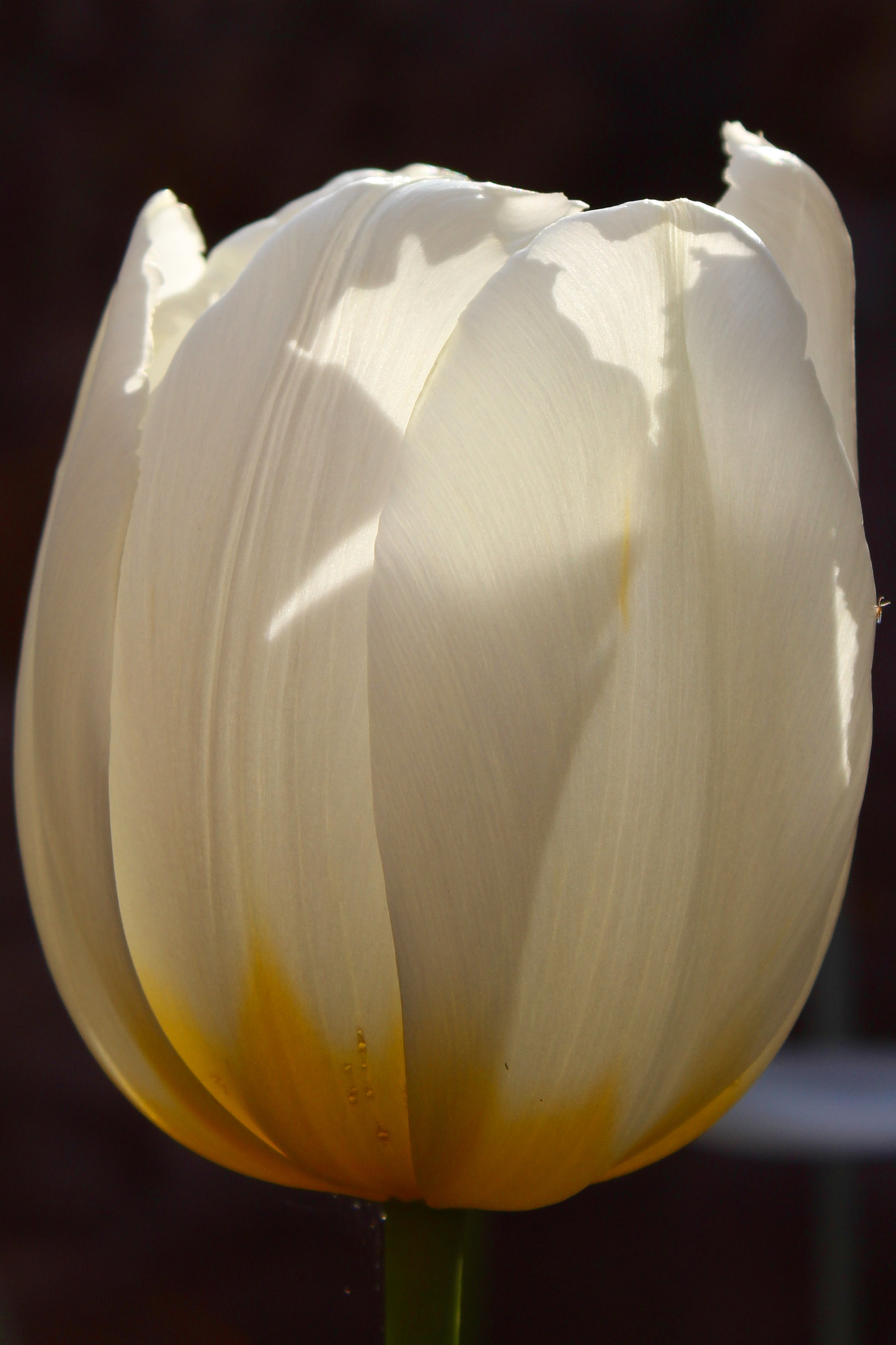 Canon EF-S 18-55mm F3.5-5.6 IS II sample photo. Image photography