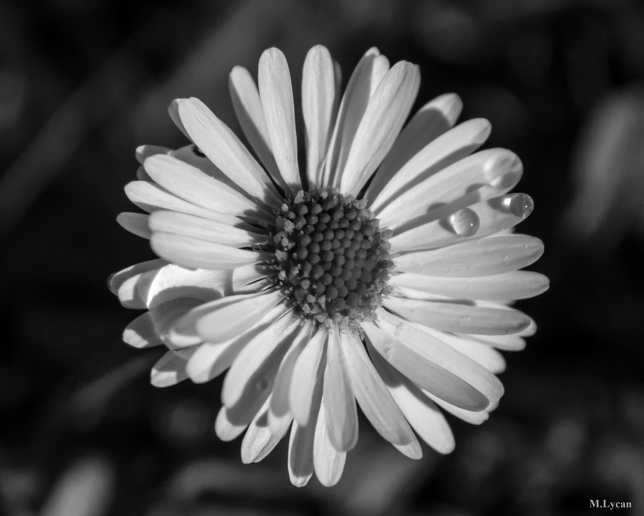 Sigma 18-125mm F3.8-5.6 DC OS HSM sample photo. Dos gotas photography