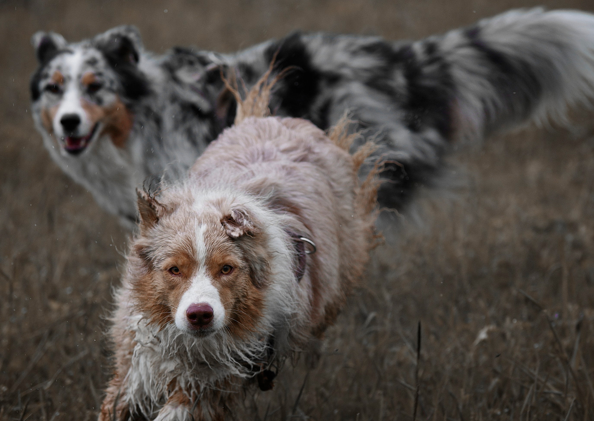 Pentax K-3 II sample photo. Chase photography