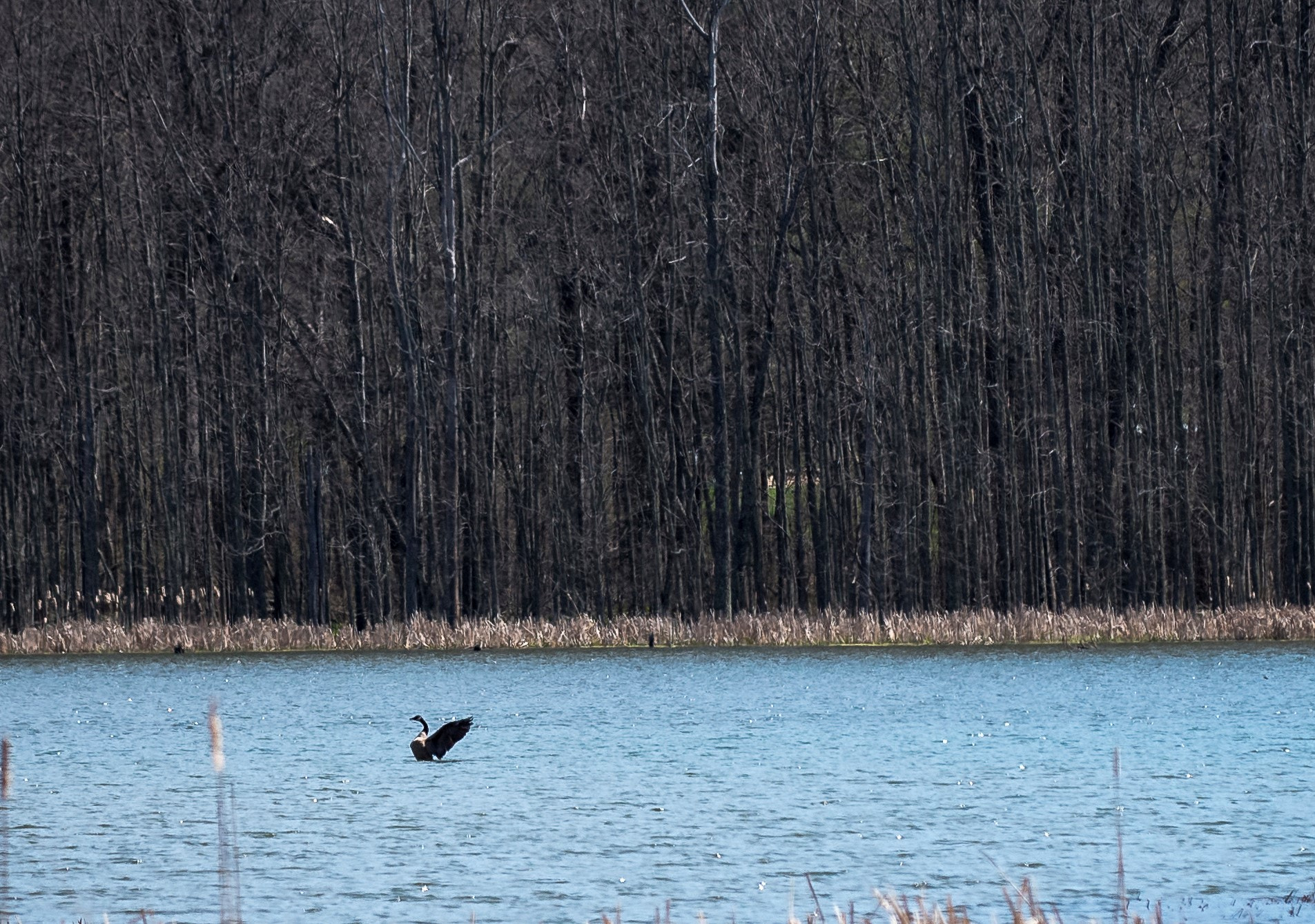 Sigma 150mm F2.8 EX DG Macro HSM sample photo. Canada goose photography