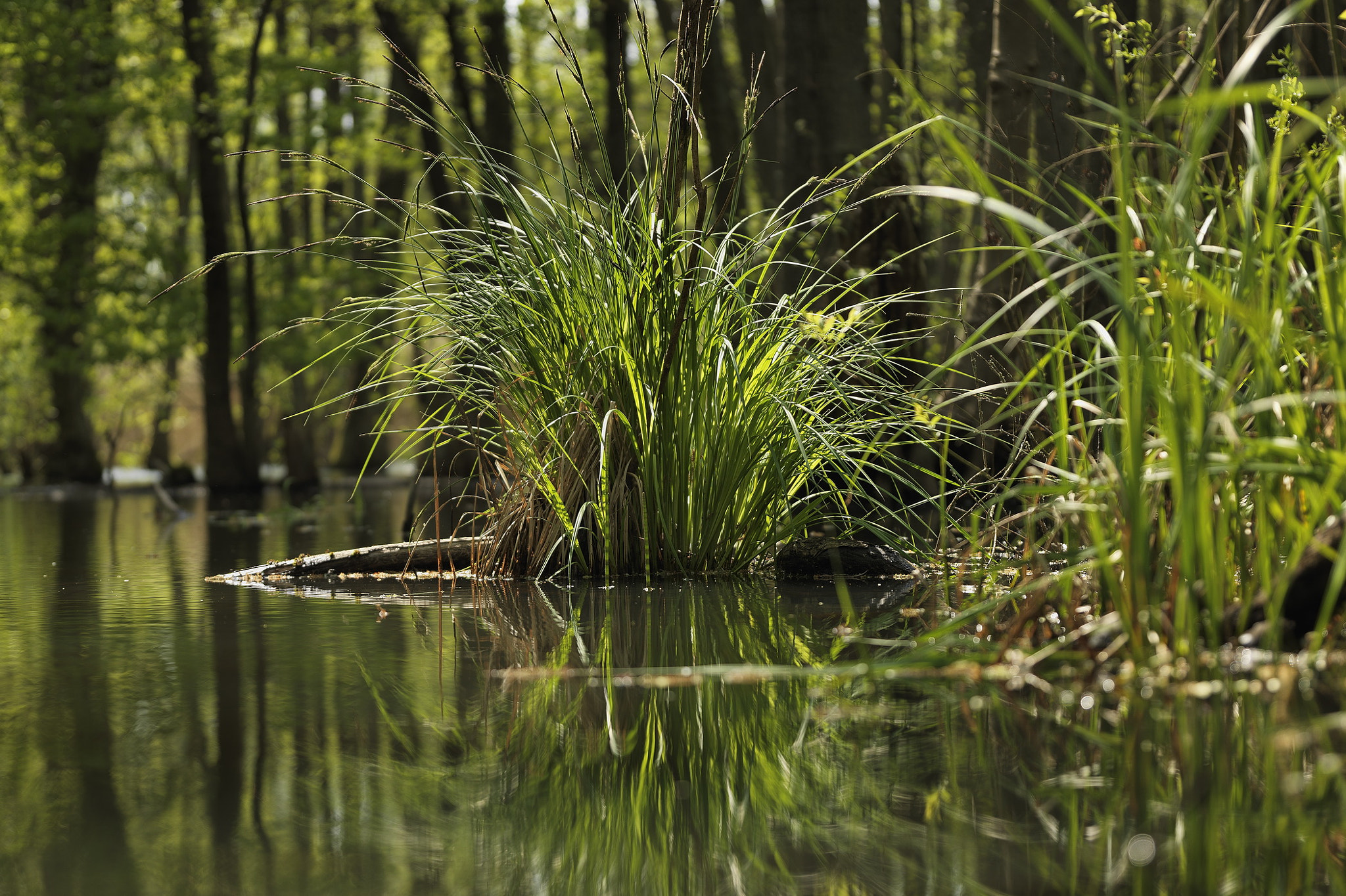 HC 50-110 sample photo. Springtime-gras photography