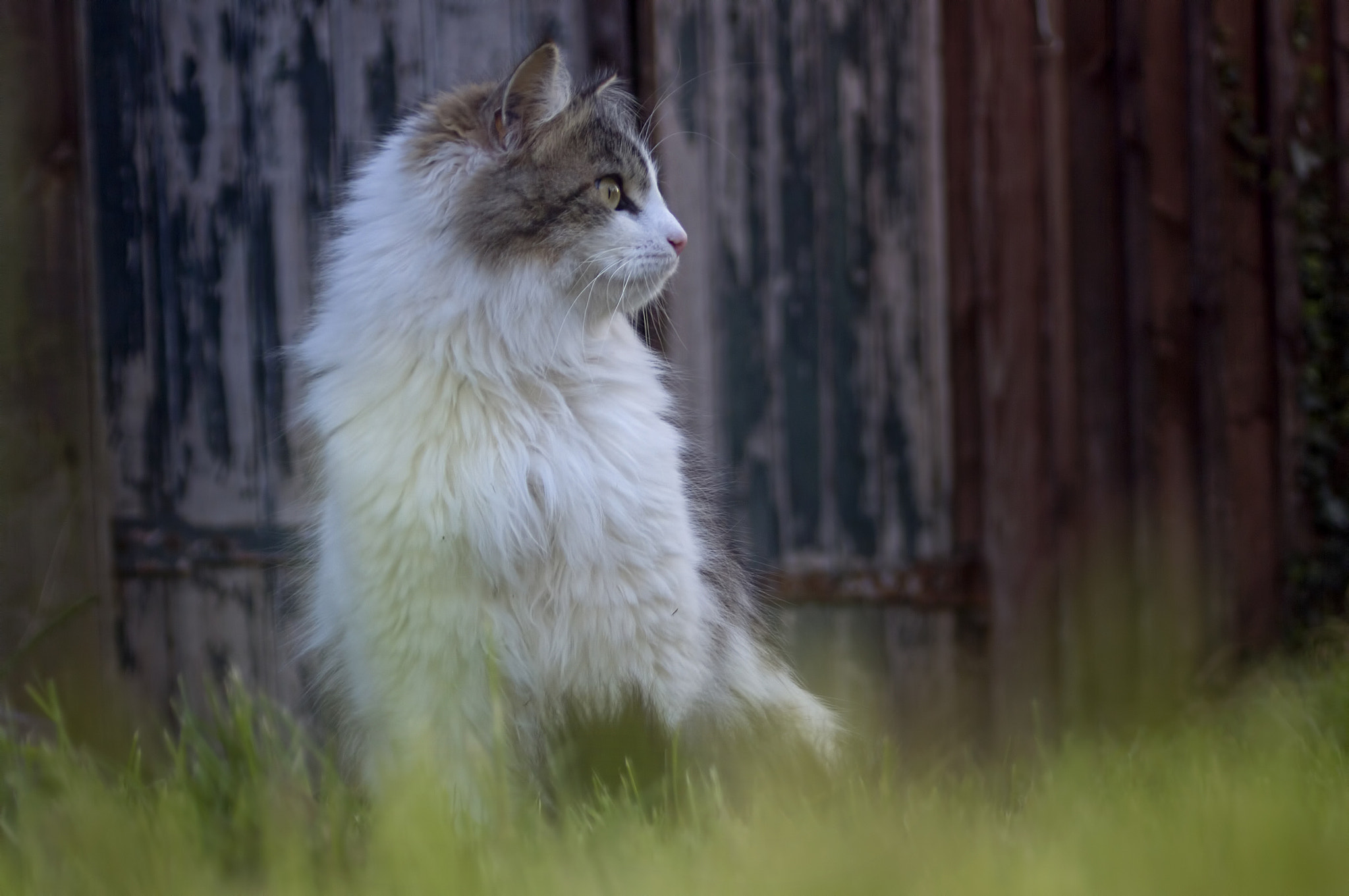 smc PENTAX-FA 28-80mm F3.5-5.6 sample photo. June in may photography