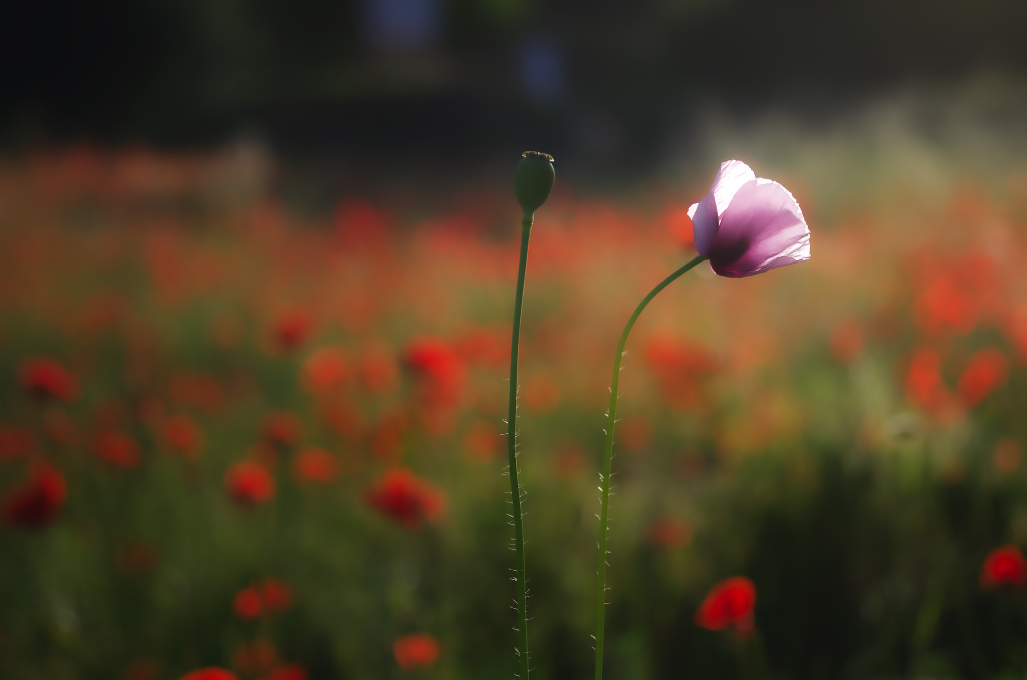 Pentax K-5 + Pentax smc D-FA 50mm F2.8 Macro sample photo. Tulipano in controluce photography