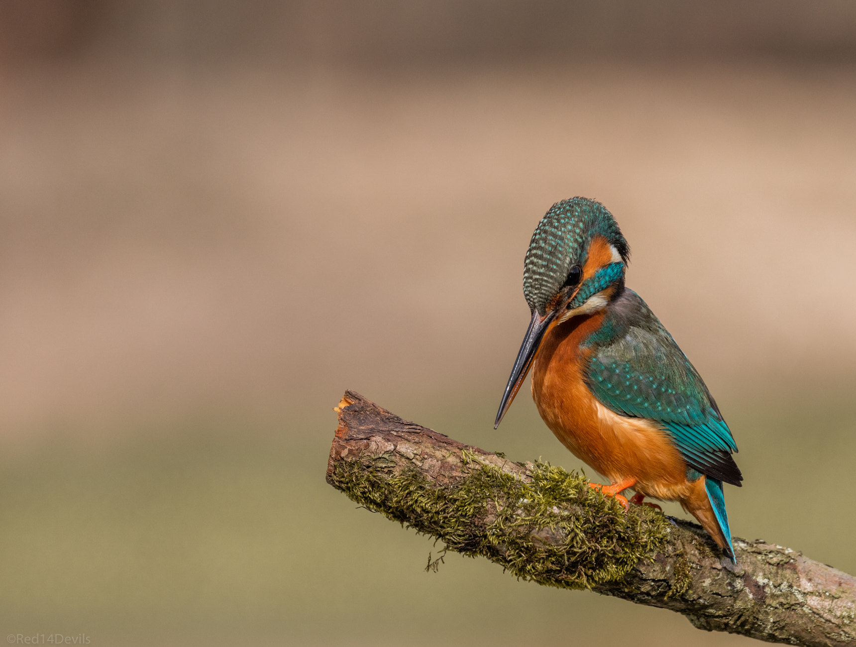 Canon EF 100-400mm F4.5-5.6L IS II USM sample photo. Common kingfisher ( female ) photography