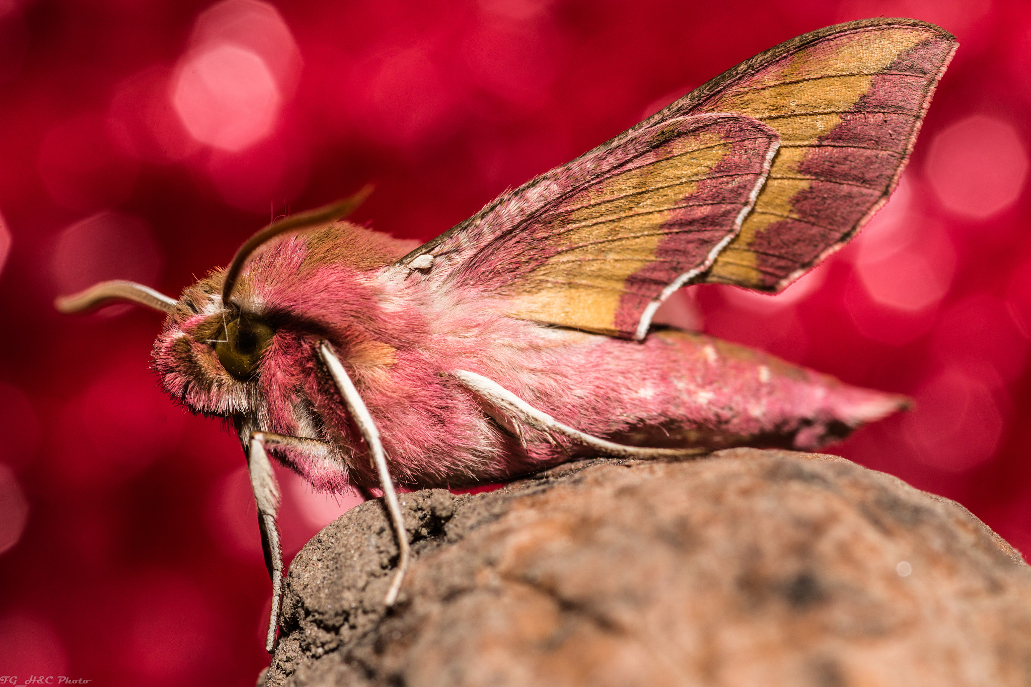 Canon EOS 70D + Canon EF 100mm F2.8 Macro USM sample photo. Pink! photography