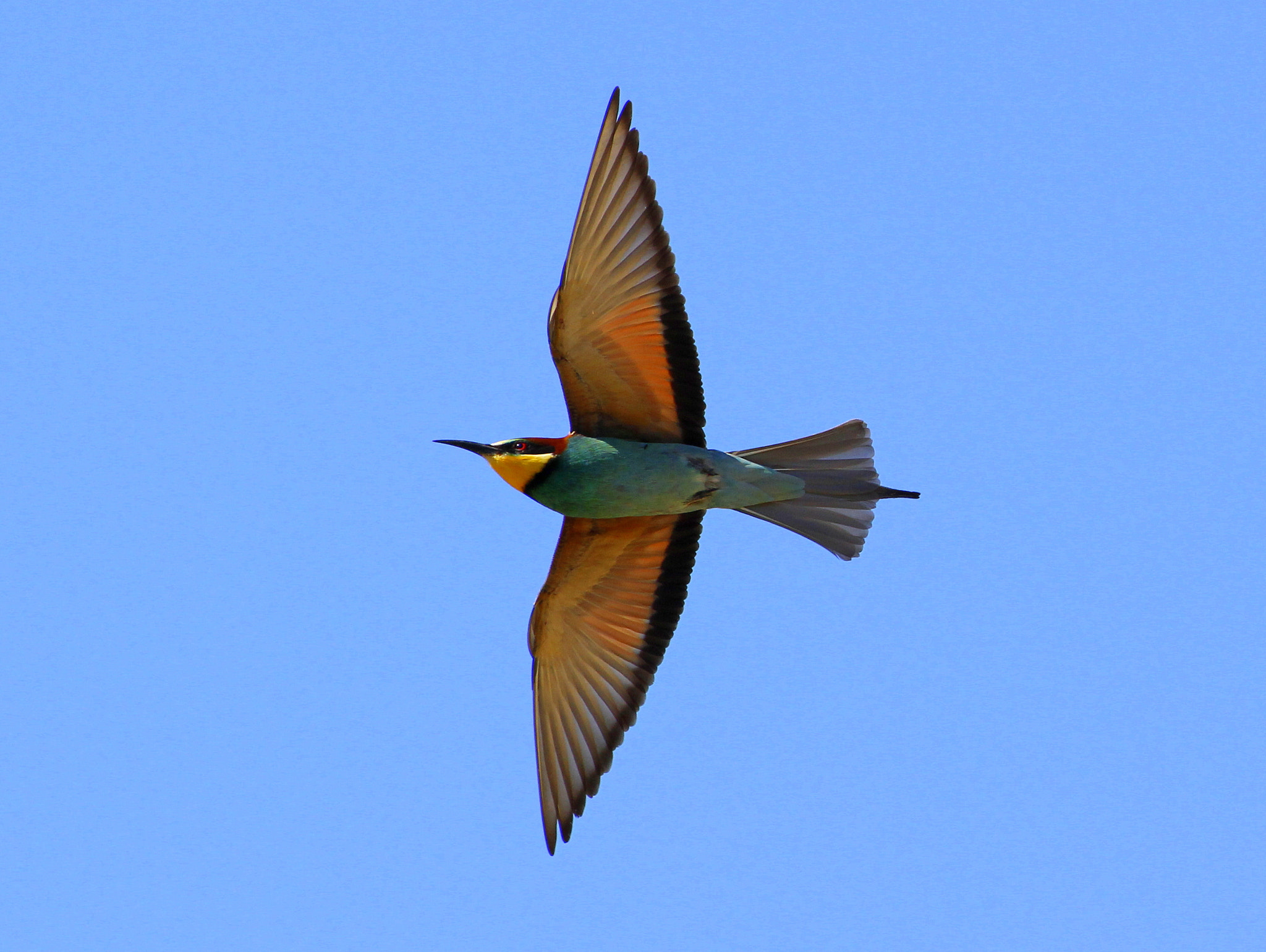 Tamron SP 35mm F1.8 Di VC USD sample photo. Merops apiaster photography