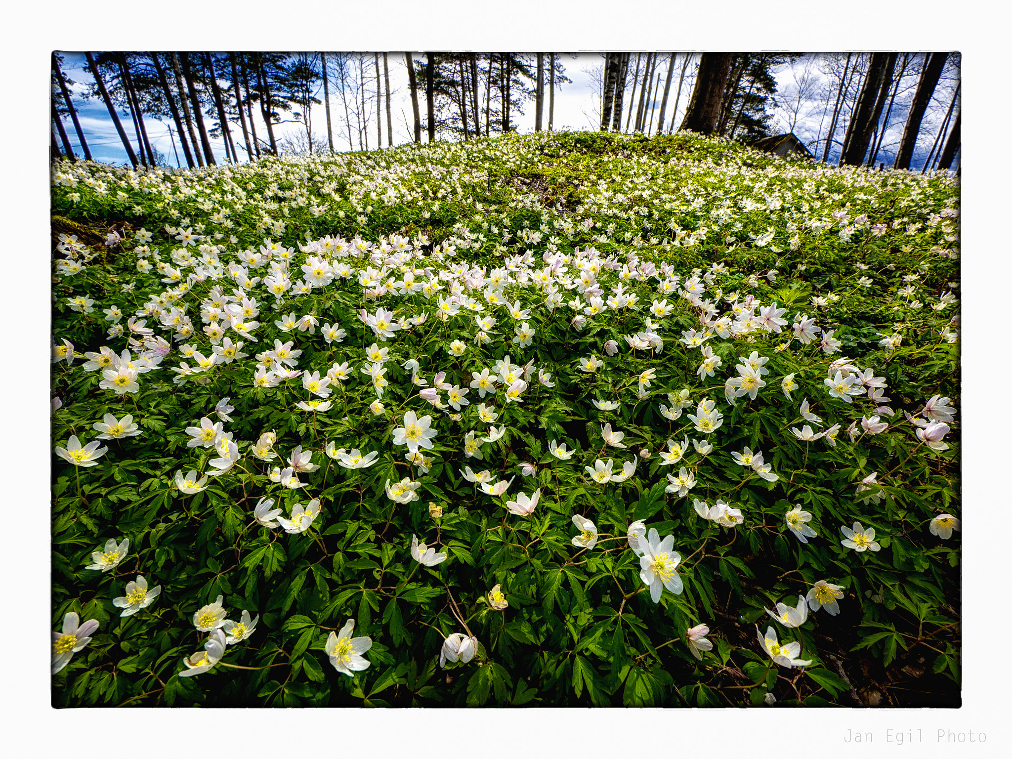 Olympus OM-D E-M1 sample photo. Anemones photography