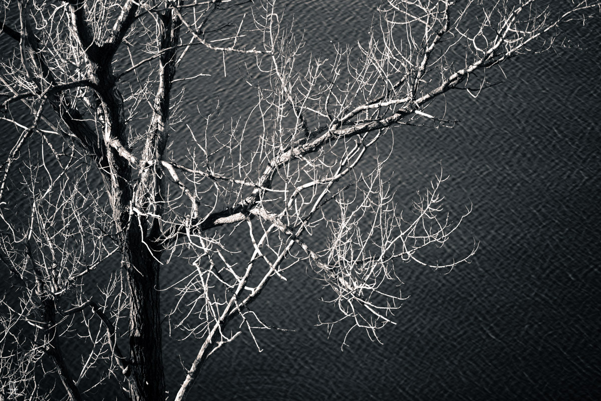 Canon EF 80-200mm f/2.8L sample photo. Poplar photography