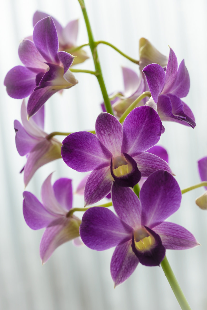 Sigma 150mm F2.8 EX DG Macro HSM sample photo. Orchid blossom photography