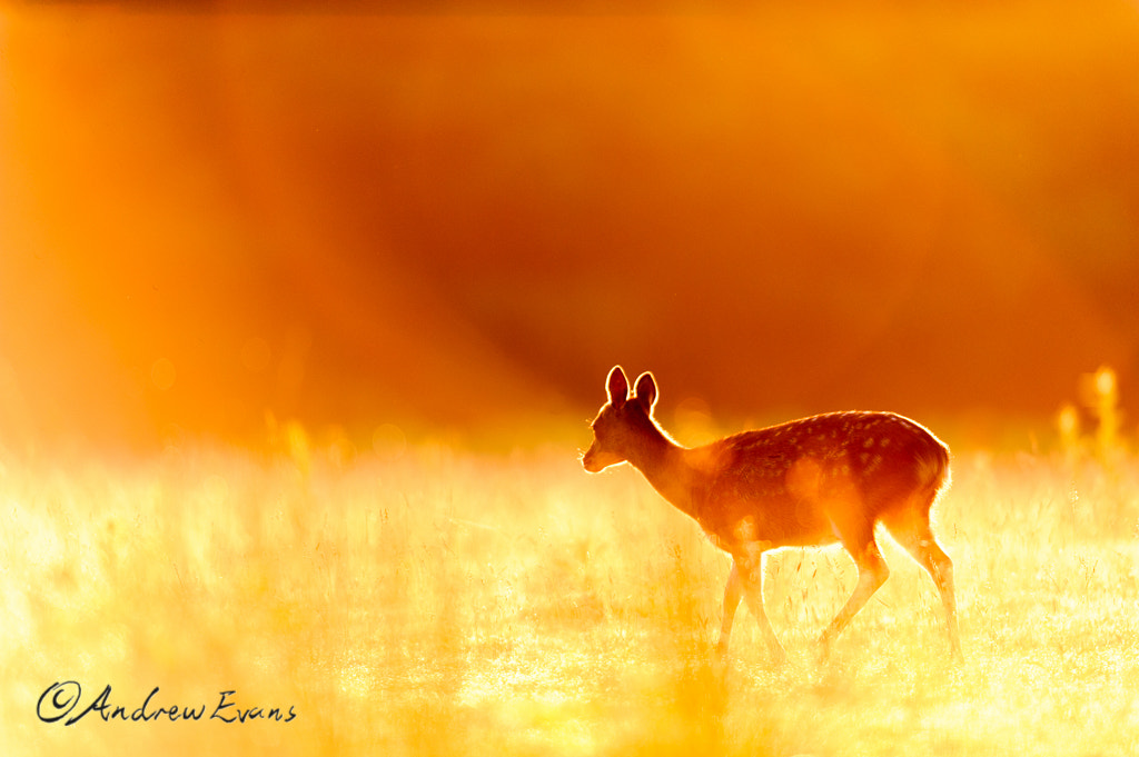Nikon AF-S Nikkor 400mm F2.8G ED VR II sample photo. Golden hour photography