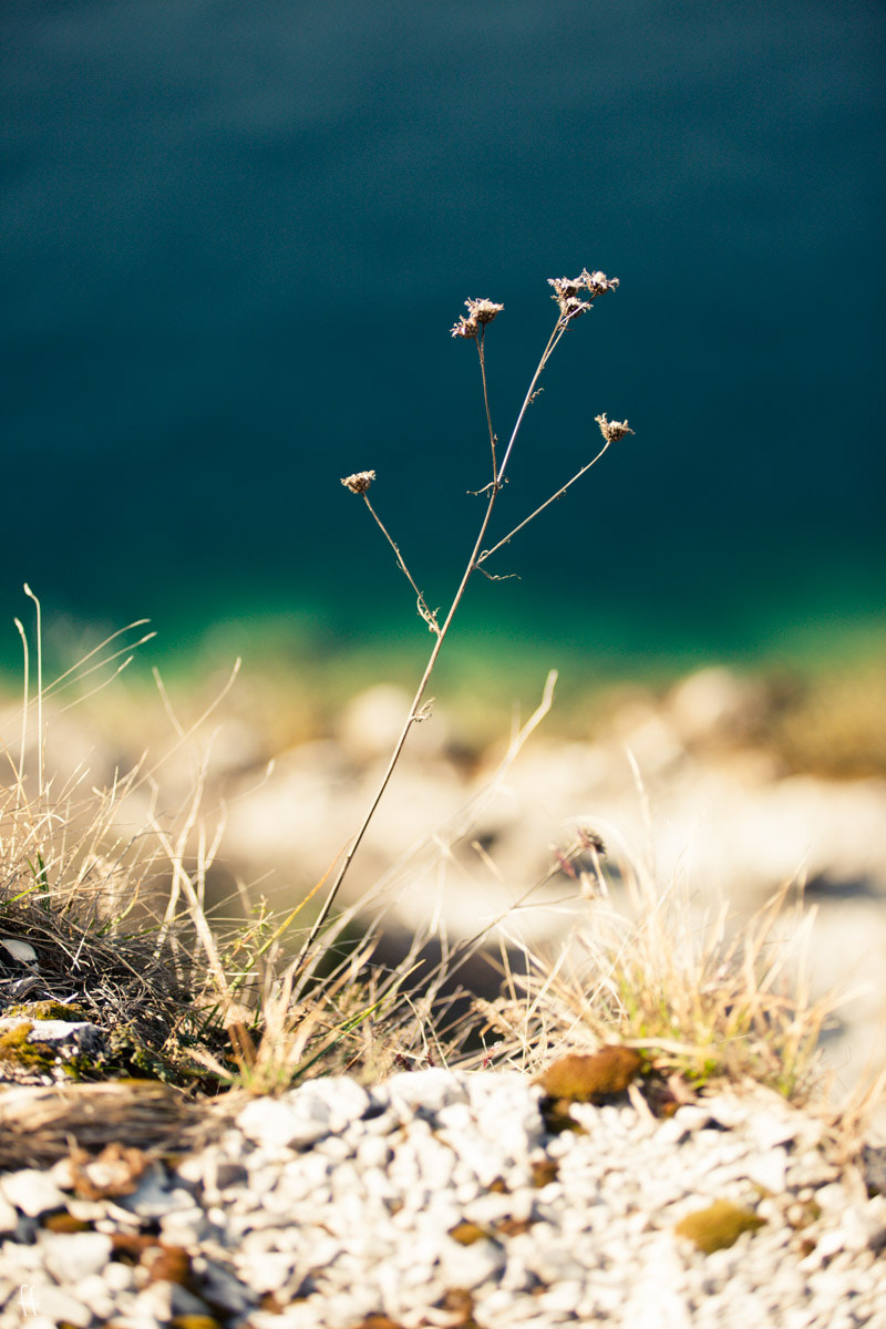 Canon EF 80-200mm f/2.8L sample photo. Weed photography