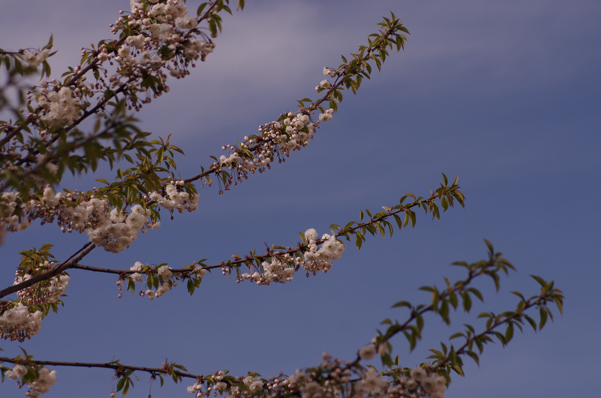 smc PENTAX-F 80-200mm F4.7-5.6 sample photo. Flowers in the sky photography