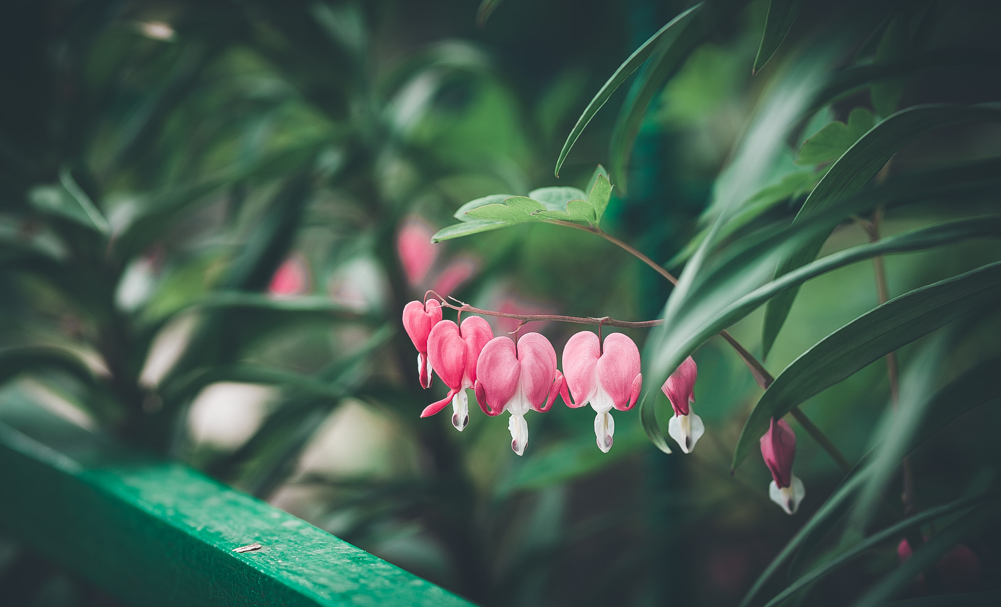 Canon EOS 5D + Canon EF 100mm F2.0 USM sample photo. .. photography
