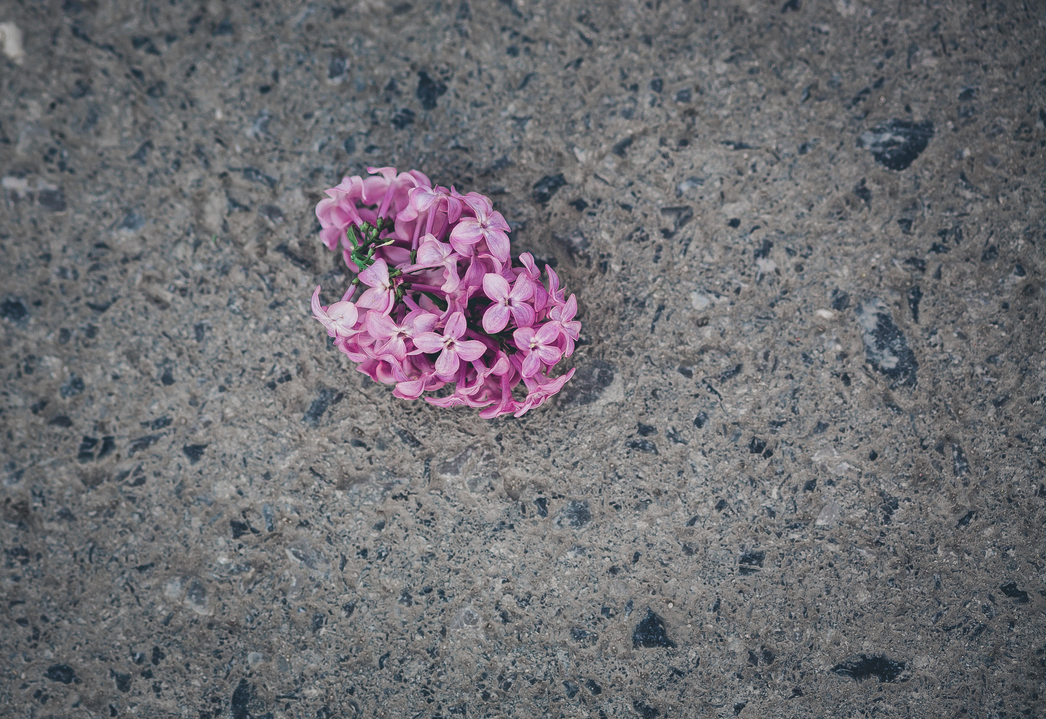 Canon EOS 5D + Canon EF 100mm F2.0 USM sample photo. . photography