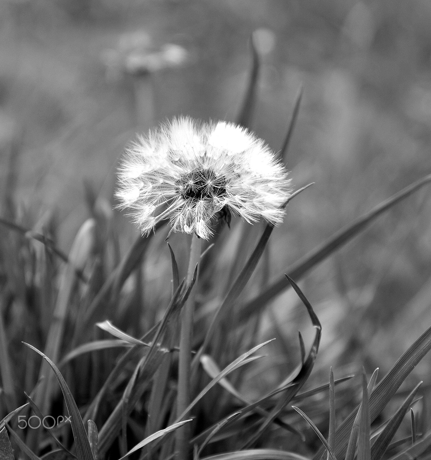 Nikon D5100 + Sigma 17-70mm F2.8-4 DC Macro OS HSM | C sample photo. Fragile dandelion photography