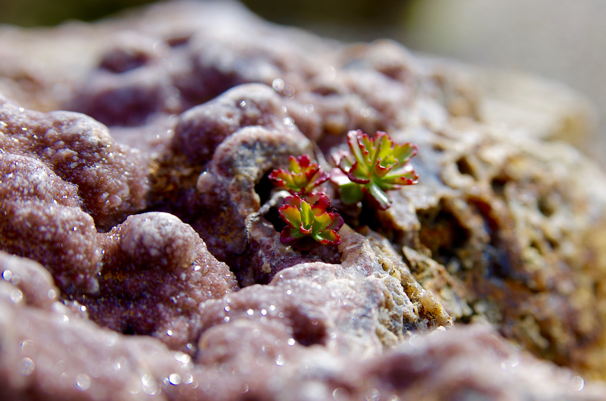 Pentax K-5 II + Tamron AF 28-75mm F2.8 XR Di LD Aspherical (IF) sample photo. Glitter plant photography