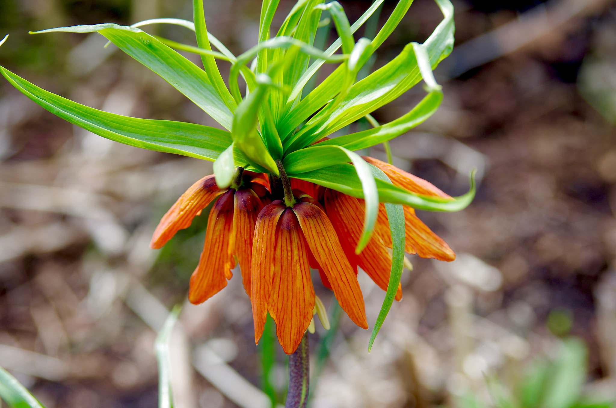 Tamron AF 28-75mm F2.8 XR Di LD Aspherical (IF) sample photo. Orange lilly photography