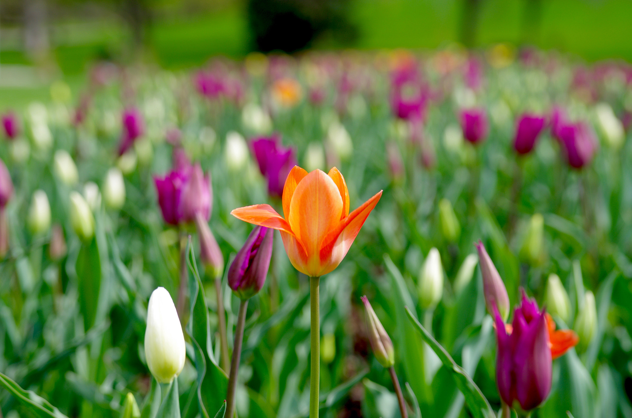 Pentax K-5 II sample photo. Tulips photography