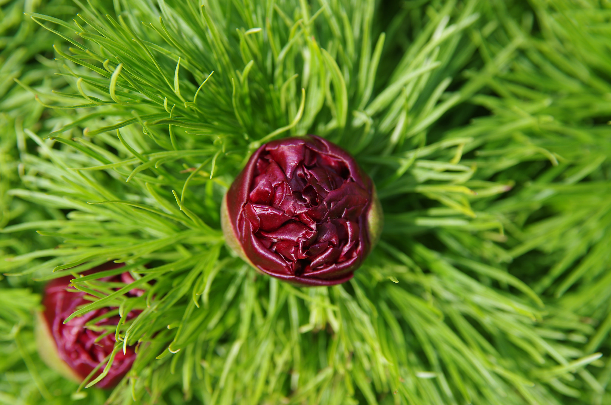 Pentax K-5 II sample photo. Peony photography