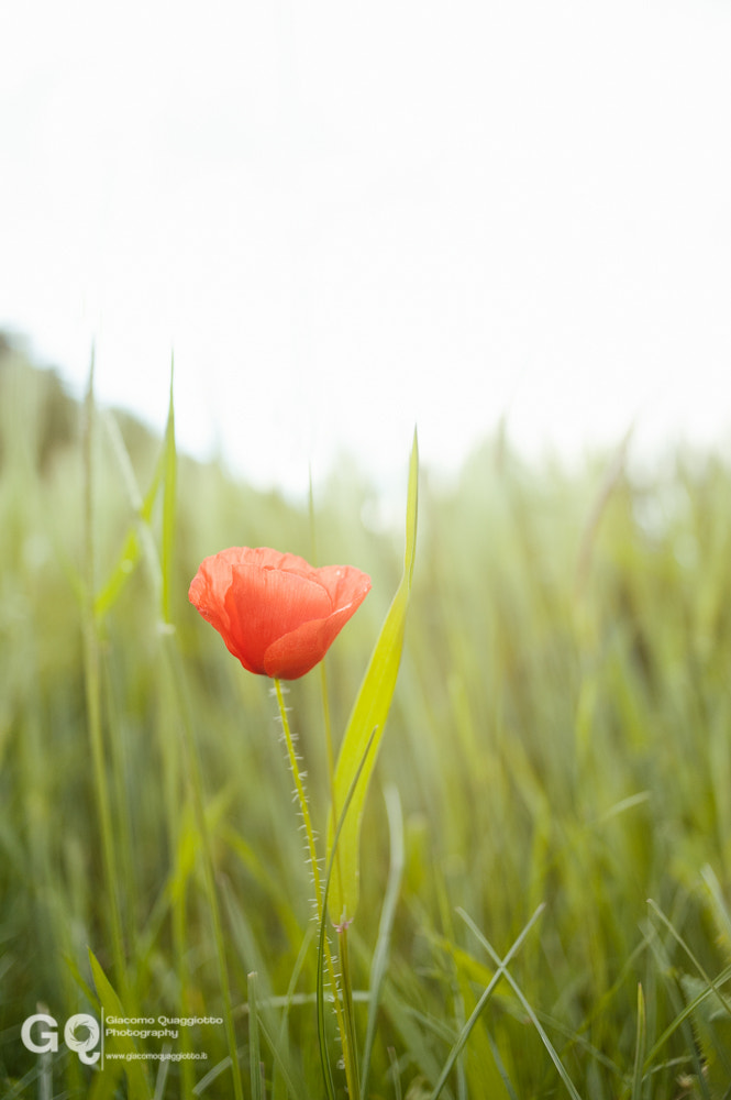 Nikon D700 + Sigma 24mm F2.8 Super Wide II Macro sample photo. Games of contrast photography