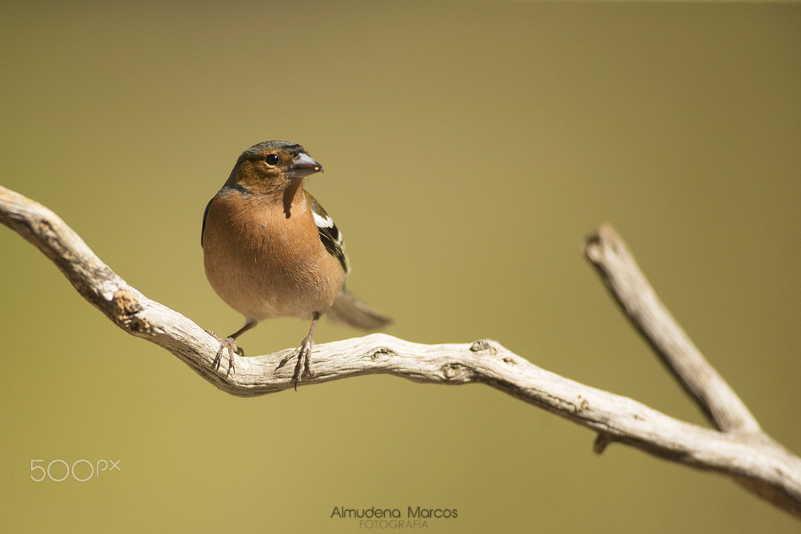 Canon EOS-1D X + Canon EF 400mm f/2.8L sample photo. Vigilante photography