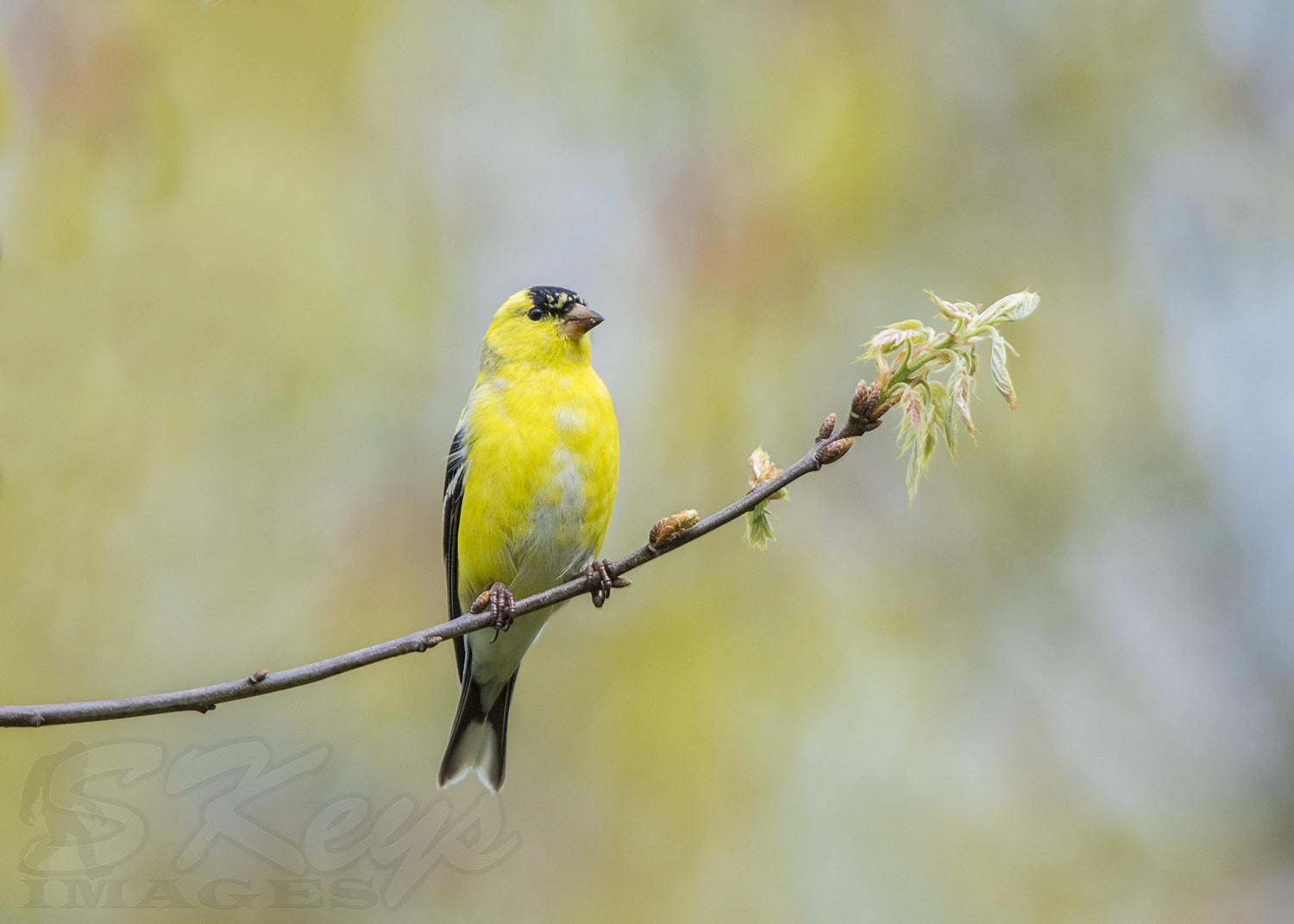 Nikon D7200 + Sigma 500mm F4.5 EX DG HSM sample photo. On a painting (american goldfinch) photography