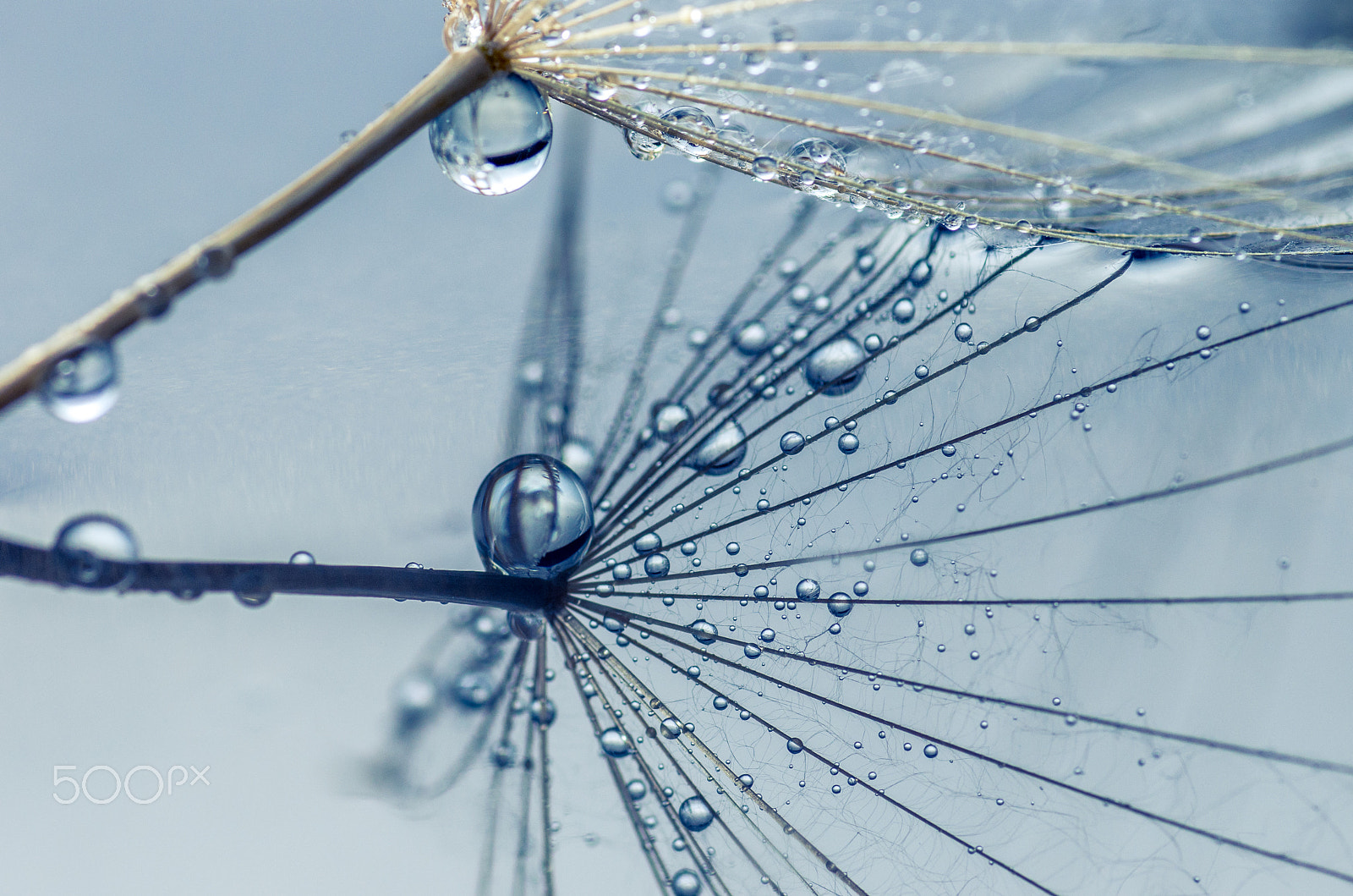 Tamron SP AF 90mm F2.8 Di Macro sample photo. Dandelion tears photography